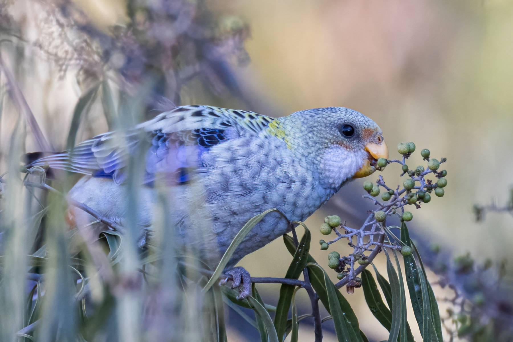 Pale-headed Rosella (juvinile)
