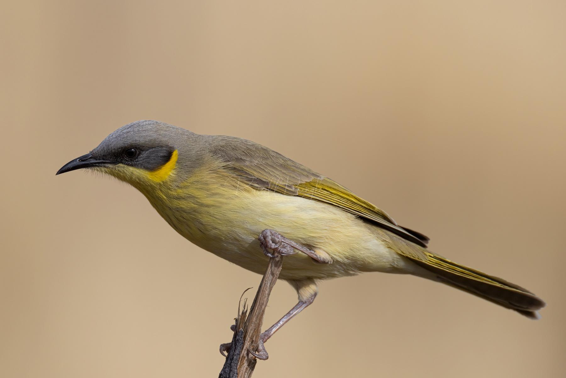 Grey-headed Honeyeater
