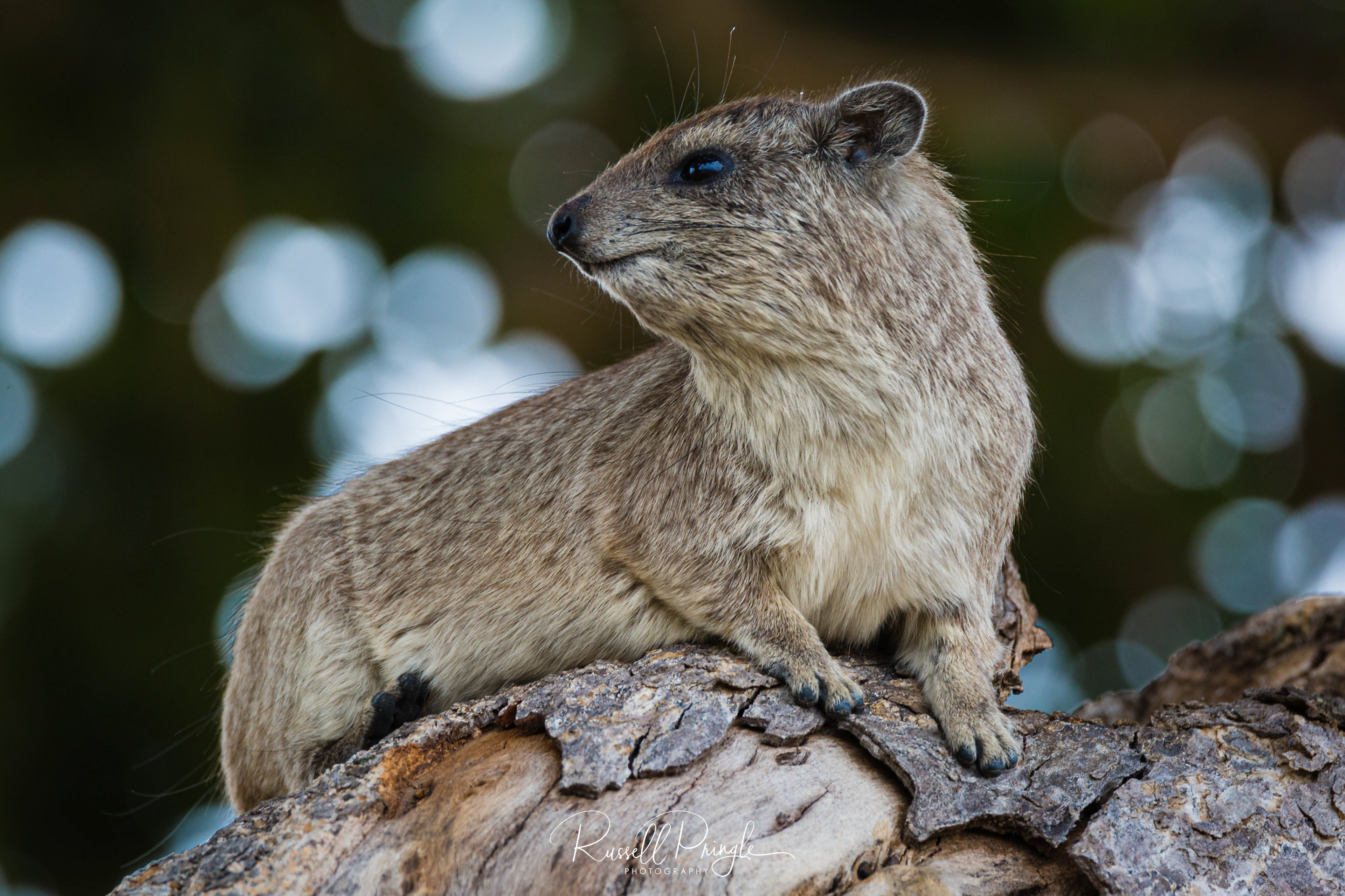 Rock Hyrax-Serengeti