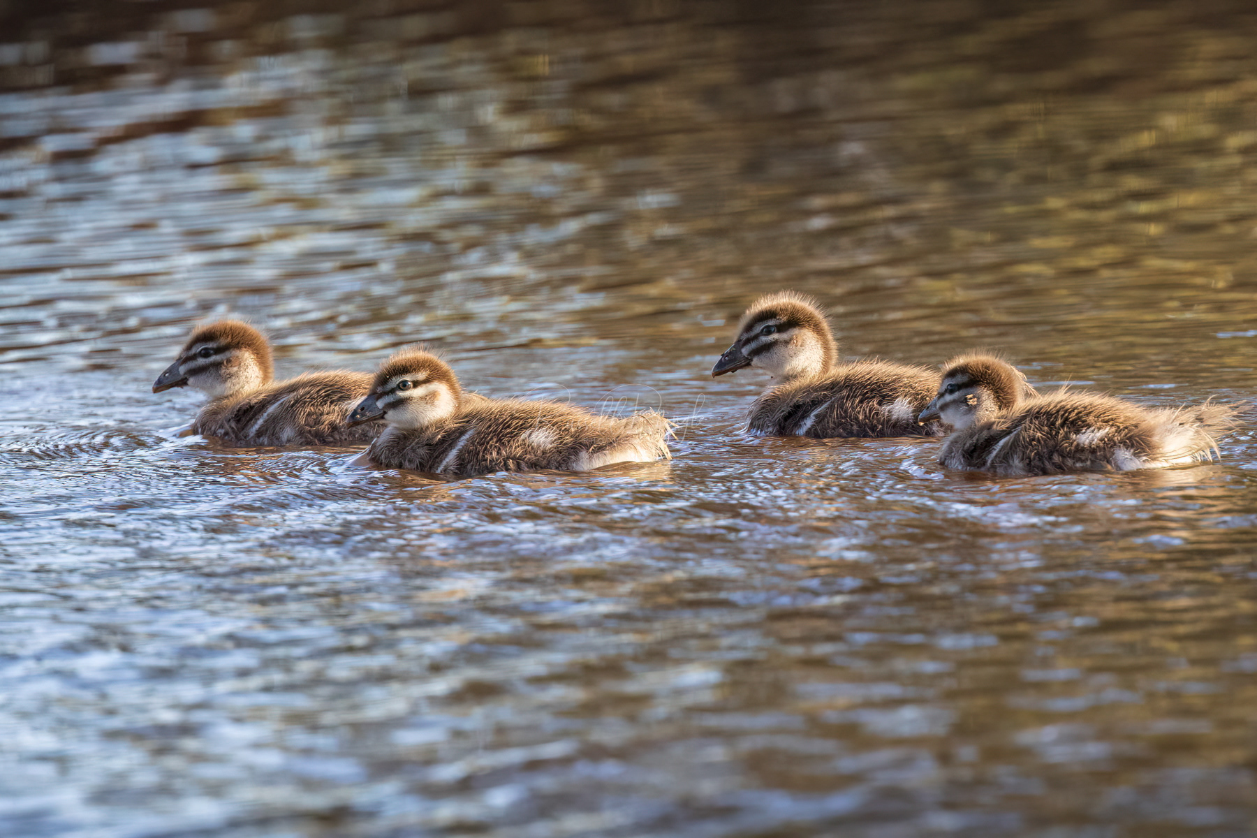 Australian Wood Duck