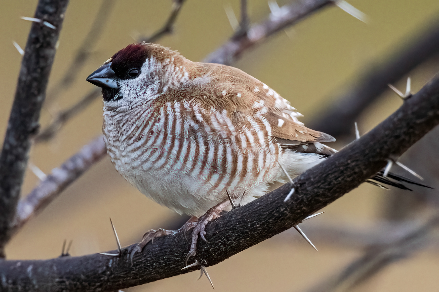 Plum-headed Finch