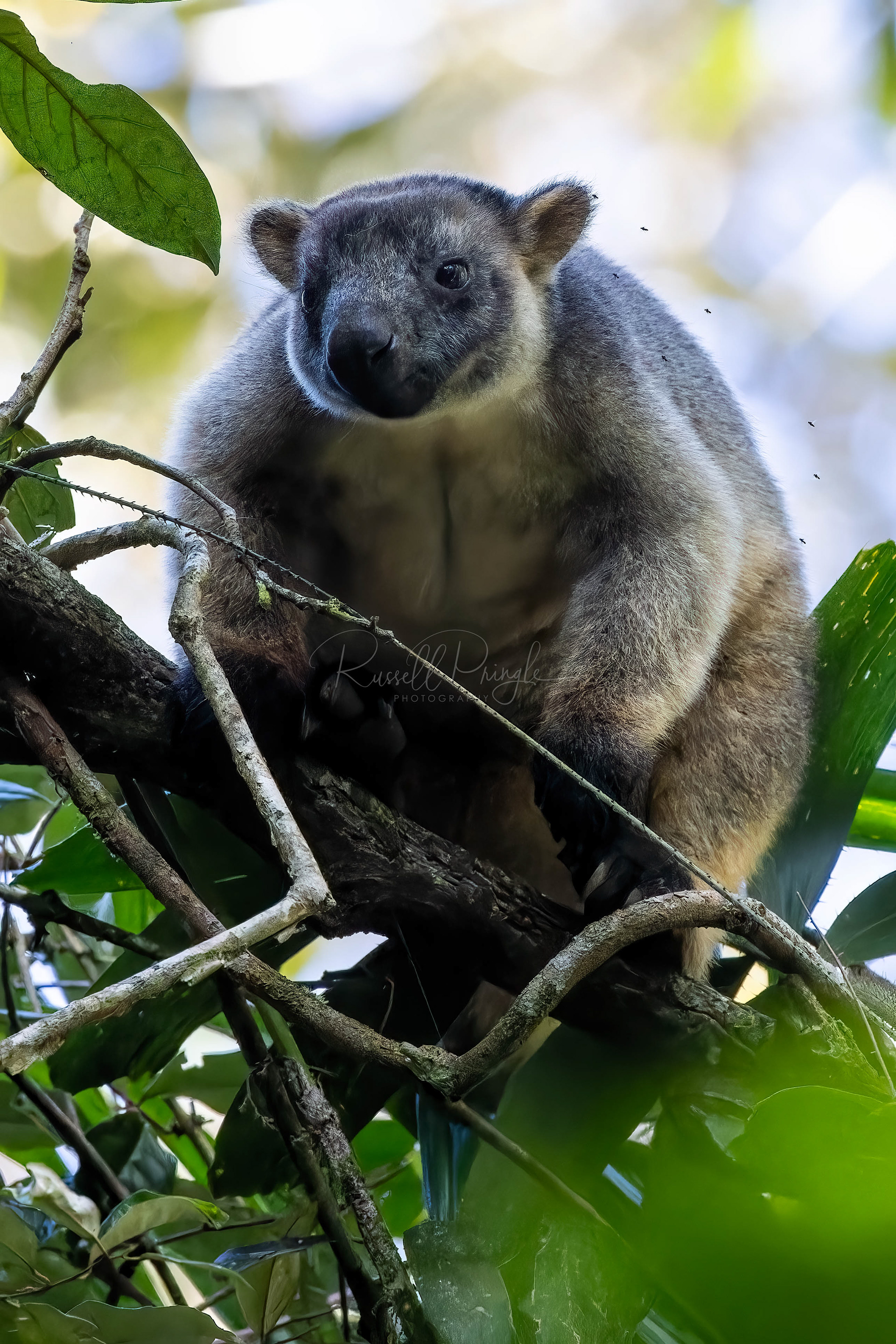 Lumholtz's Tree-Kangaroo