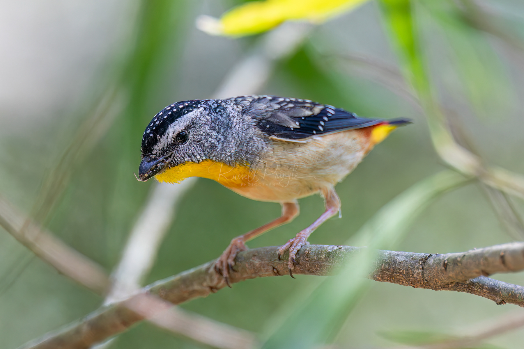 Spotted Pardalote (male)