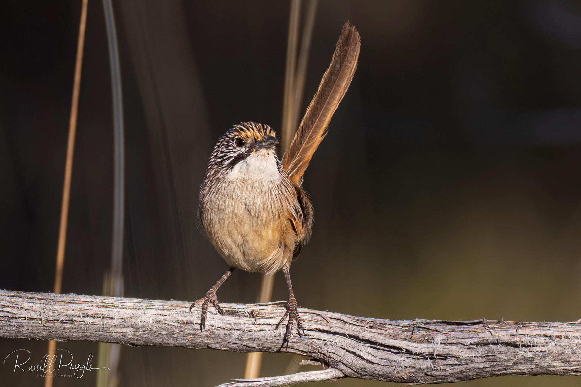 Opalton Grasswren
