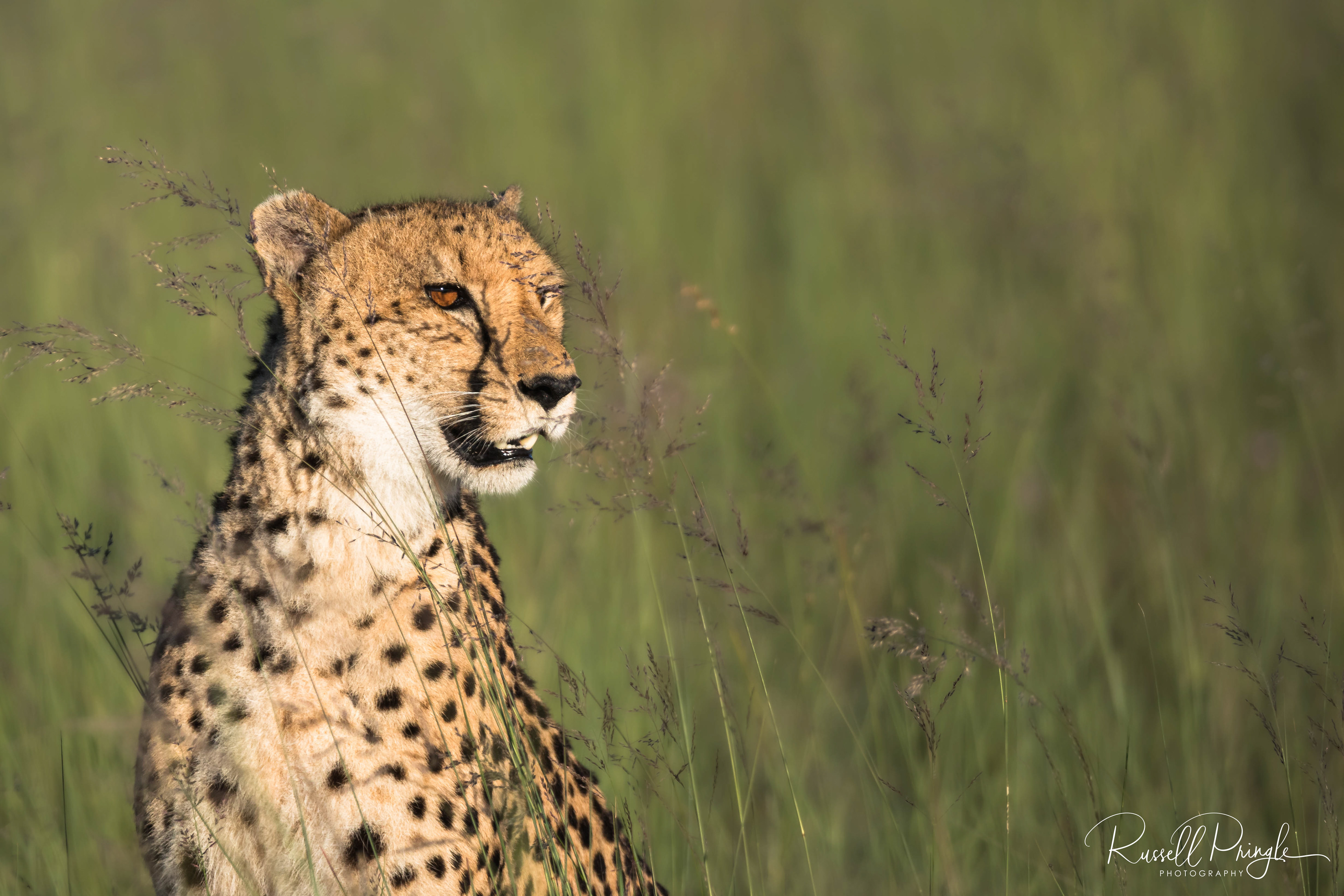 Cheetah-Duba