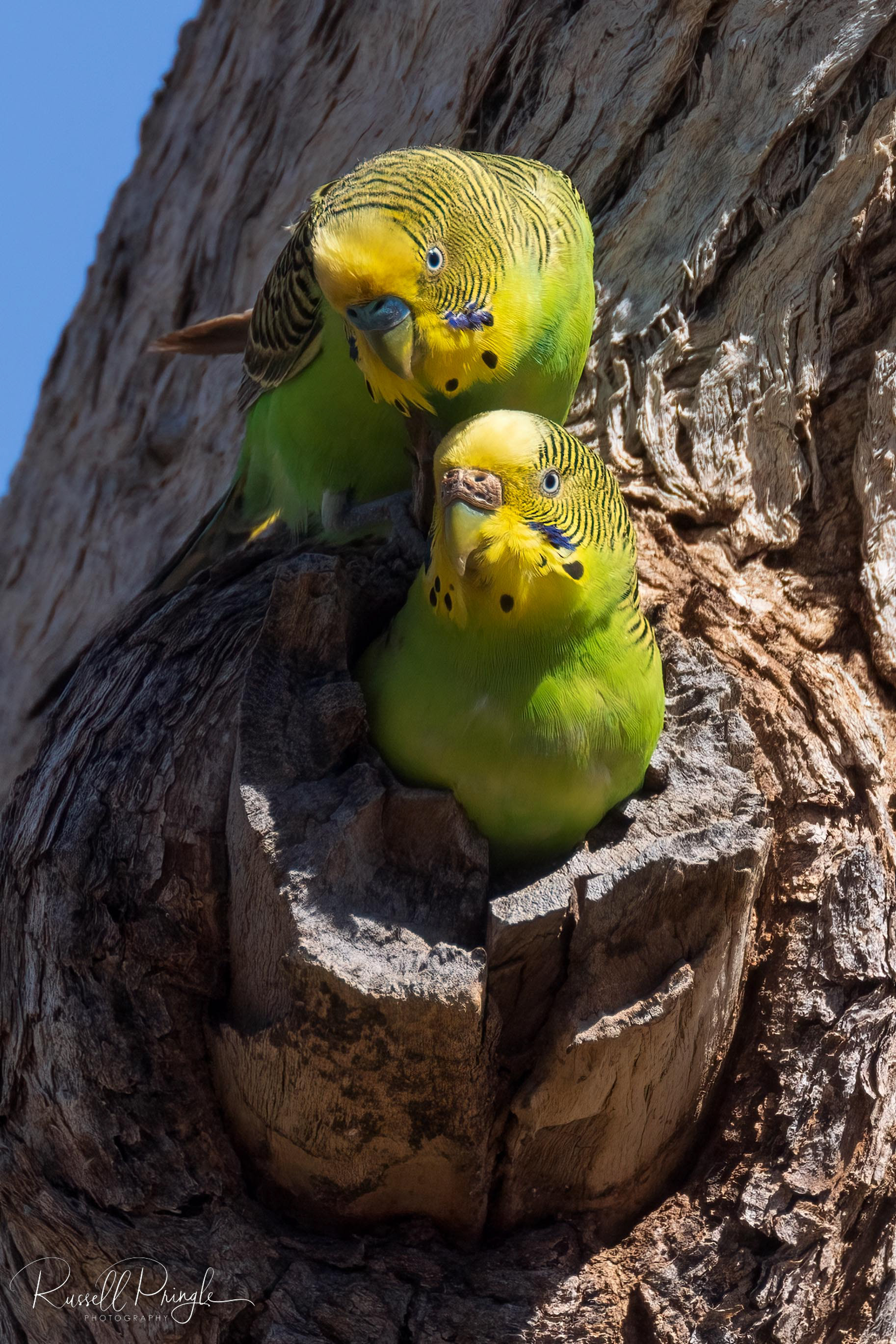Budgerigars