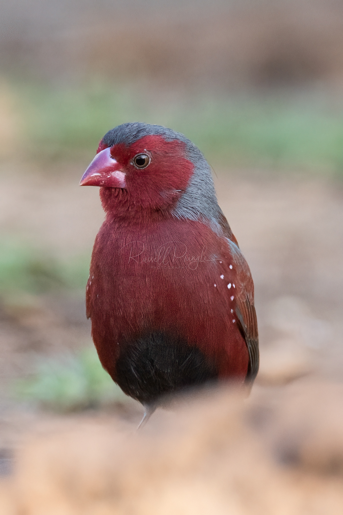 Black-bellied Crimson Finch (male)