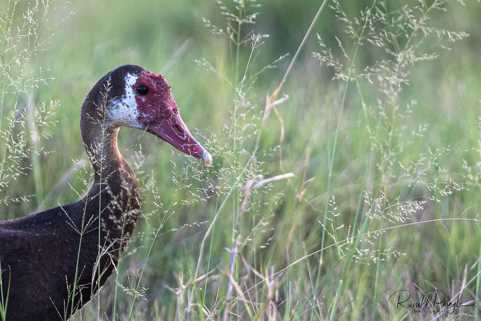 Spur-winged Goose