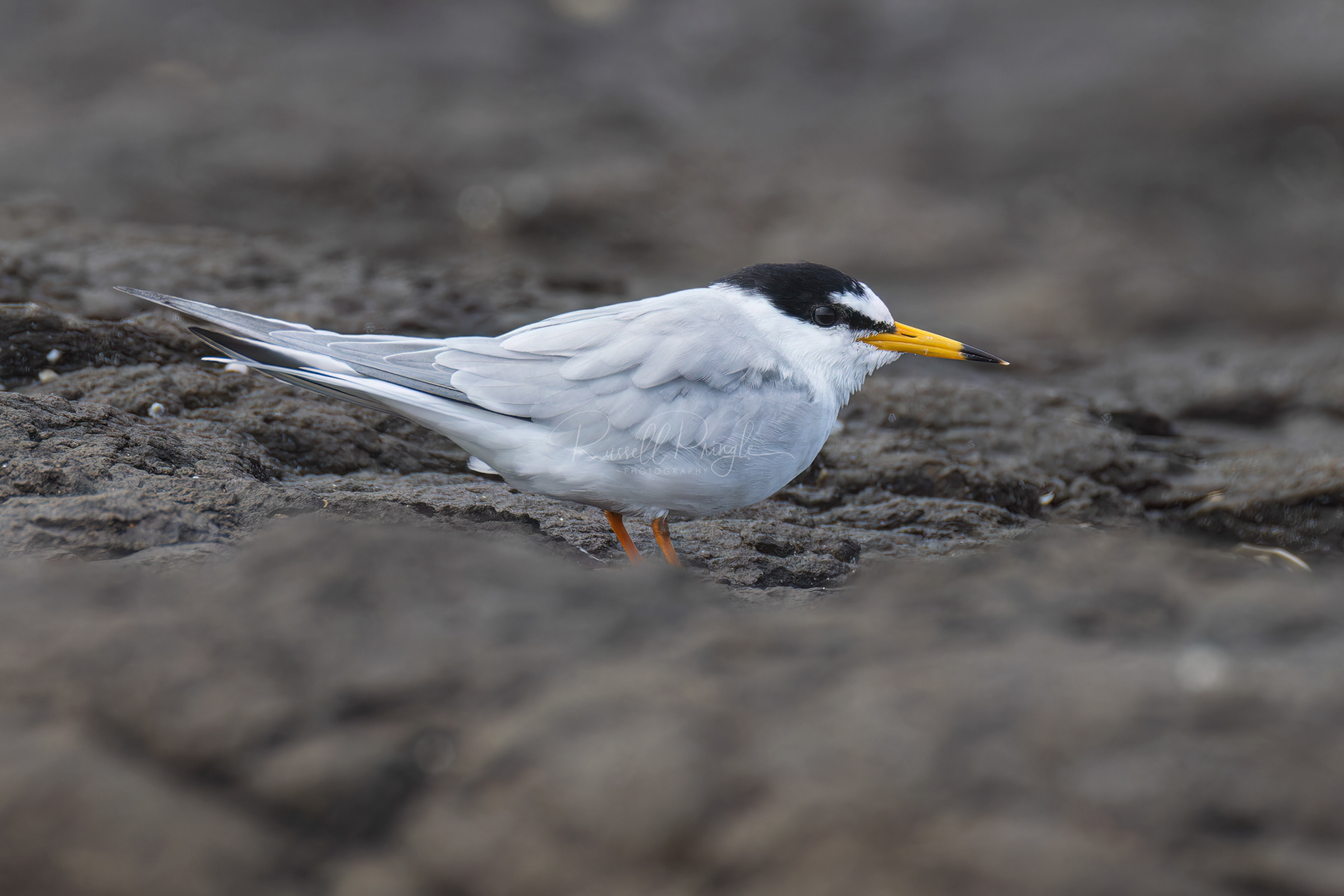 Little Tern