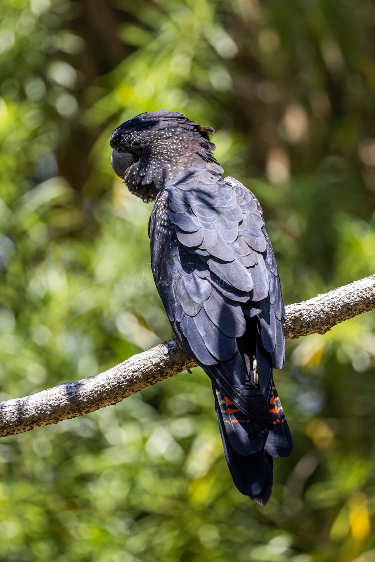 Red-tailed Black Cockatoo (female)