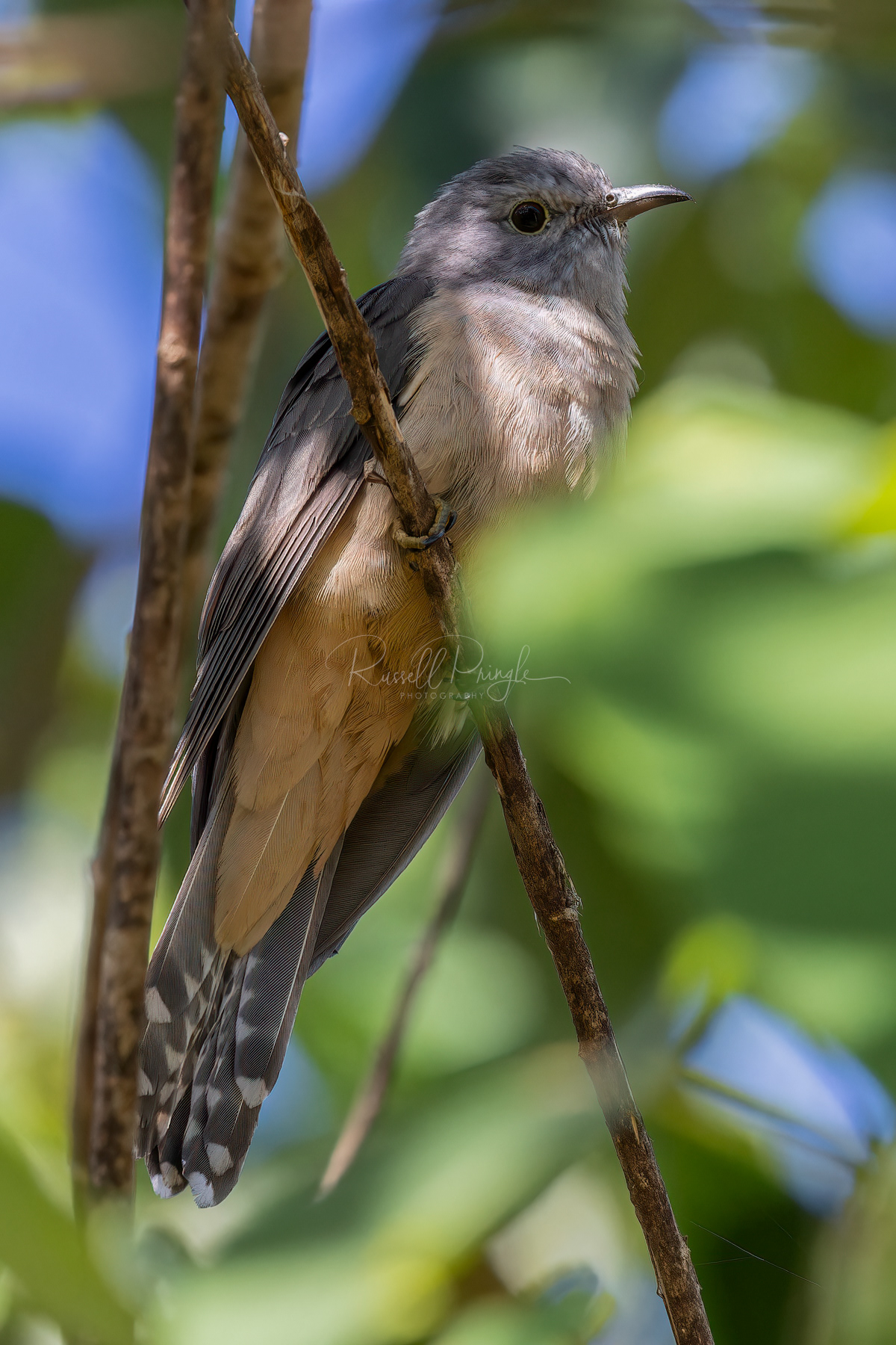 Brush Cuckoo
