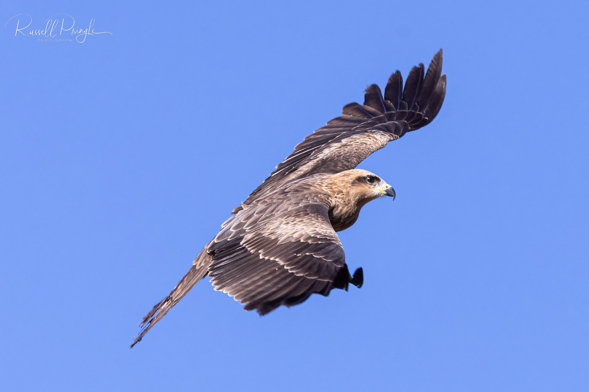 Black Kite