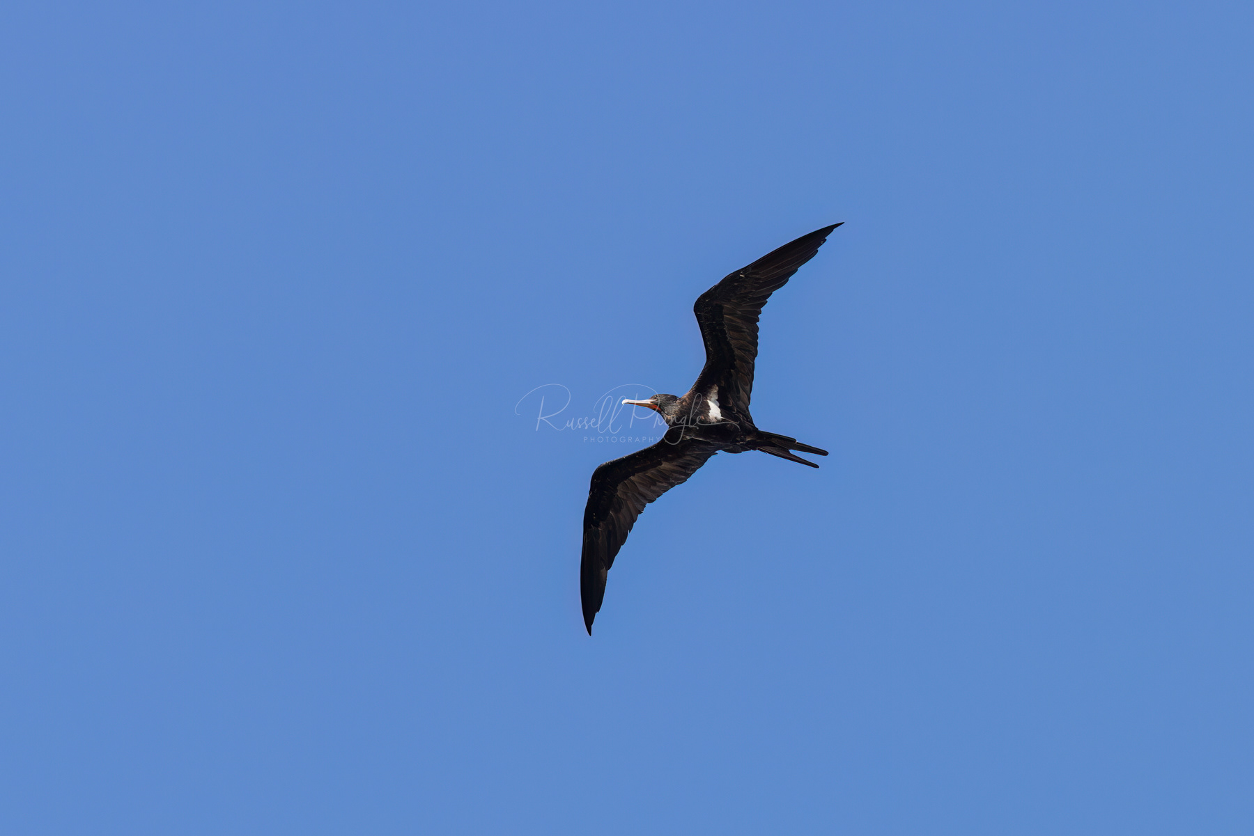 Lesser Frigatebird (male)