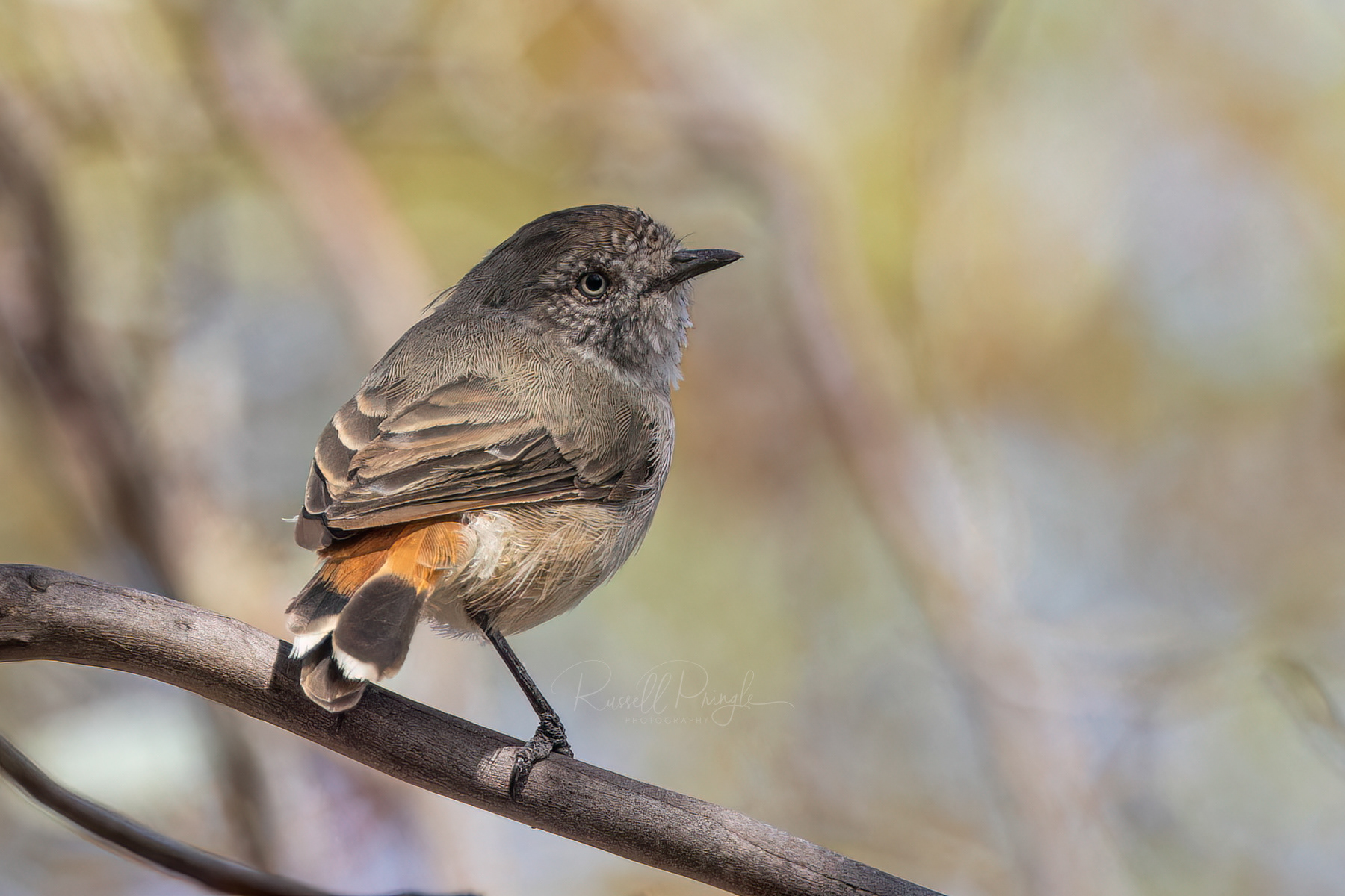 Chestnut-rumped Thornbill