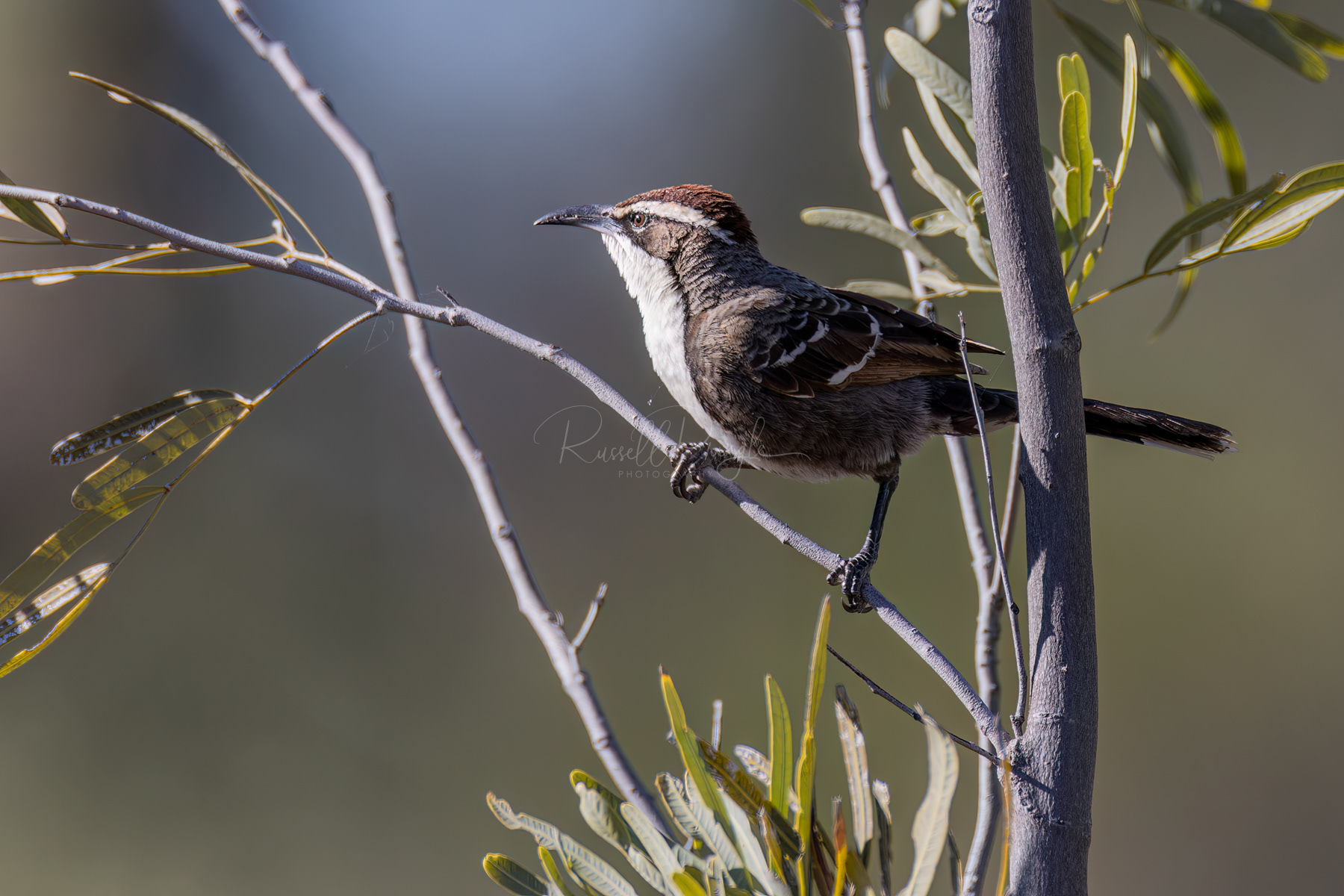 Chestnut-crowned Babbler