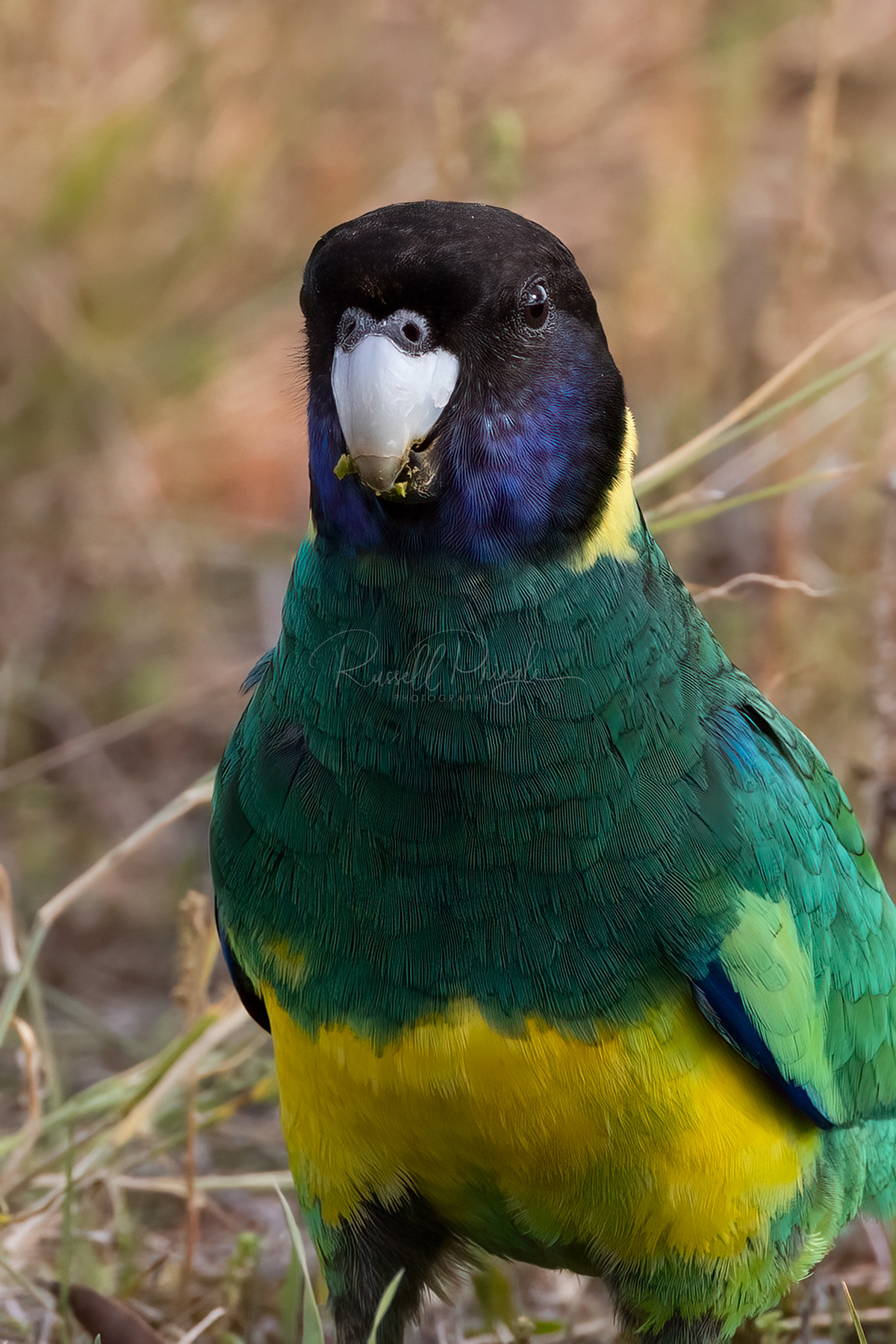 Port Lincoln Parrot