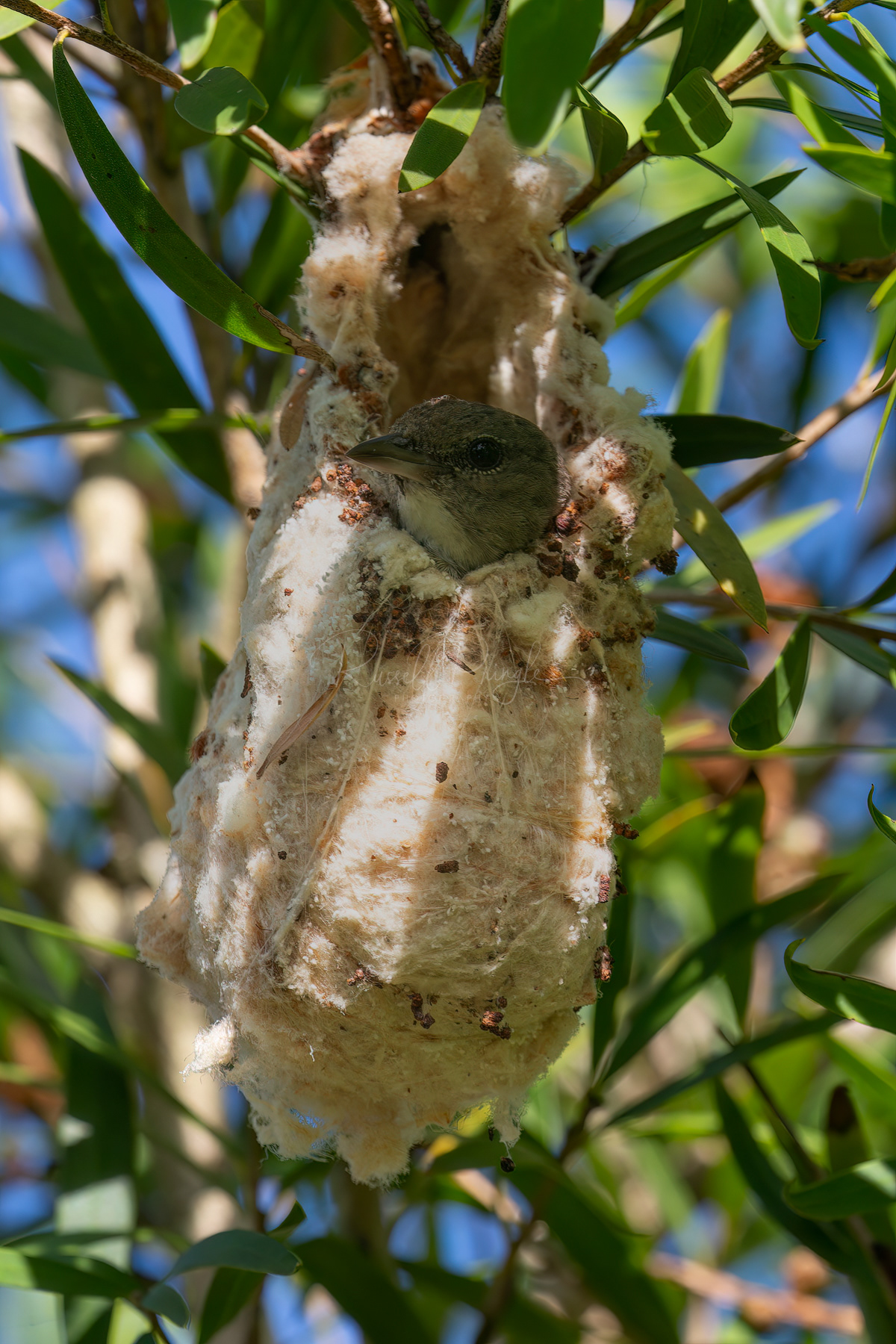 Mistletoebird (female)