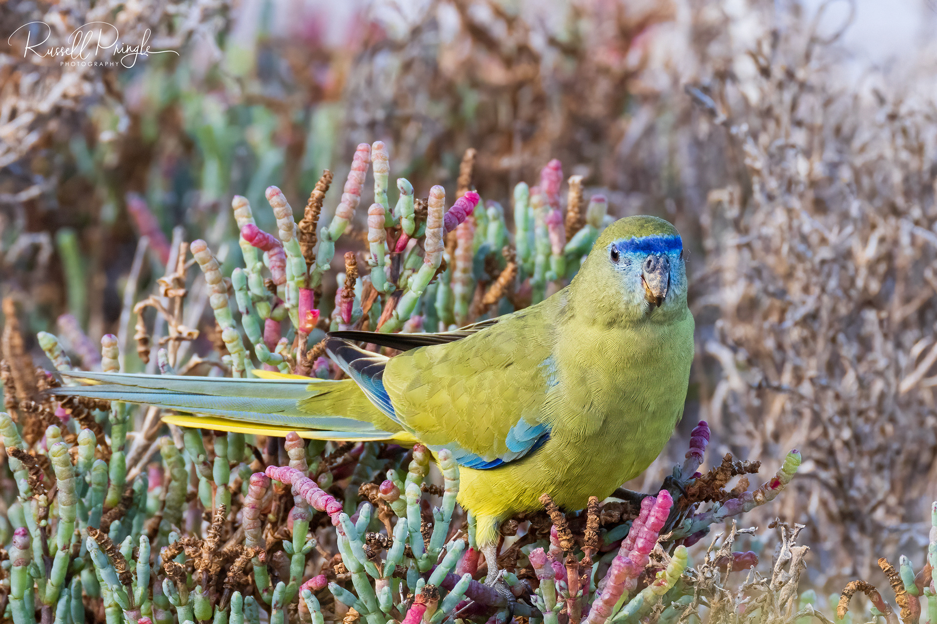 Rock Parrot