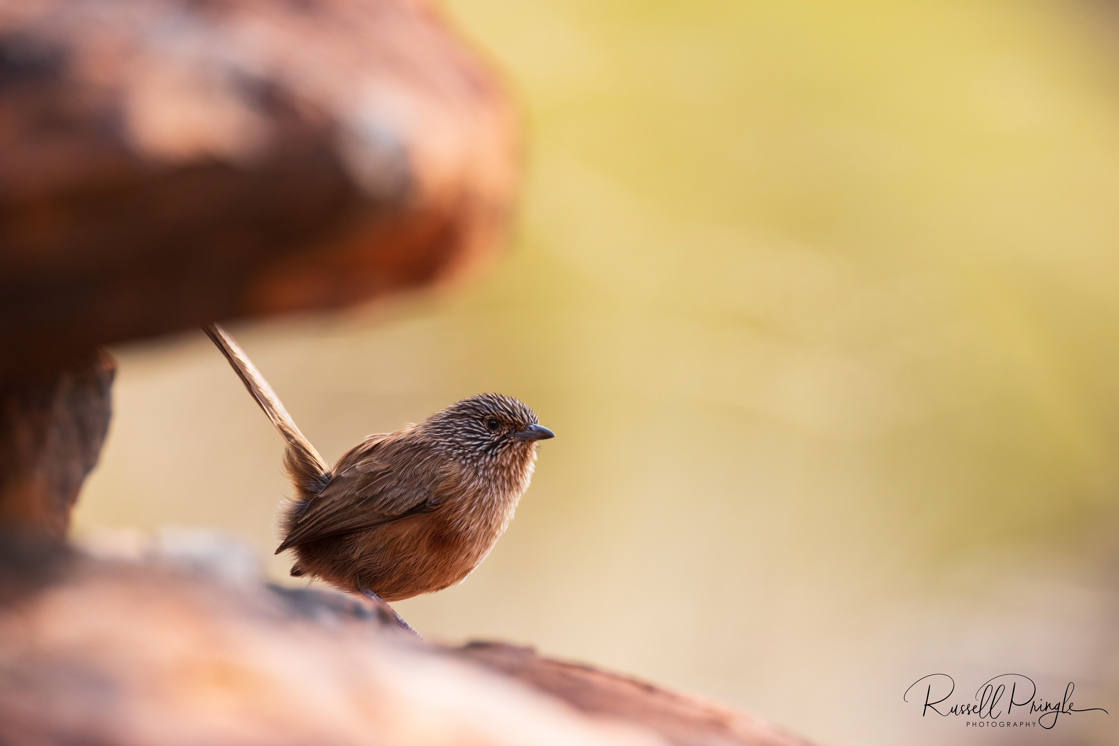 Dusky Grasswren