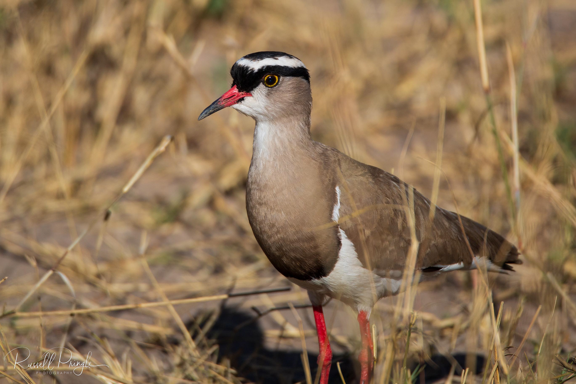 Crowned Lapwing