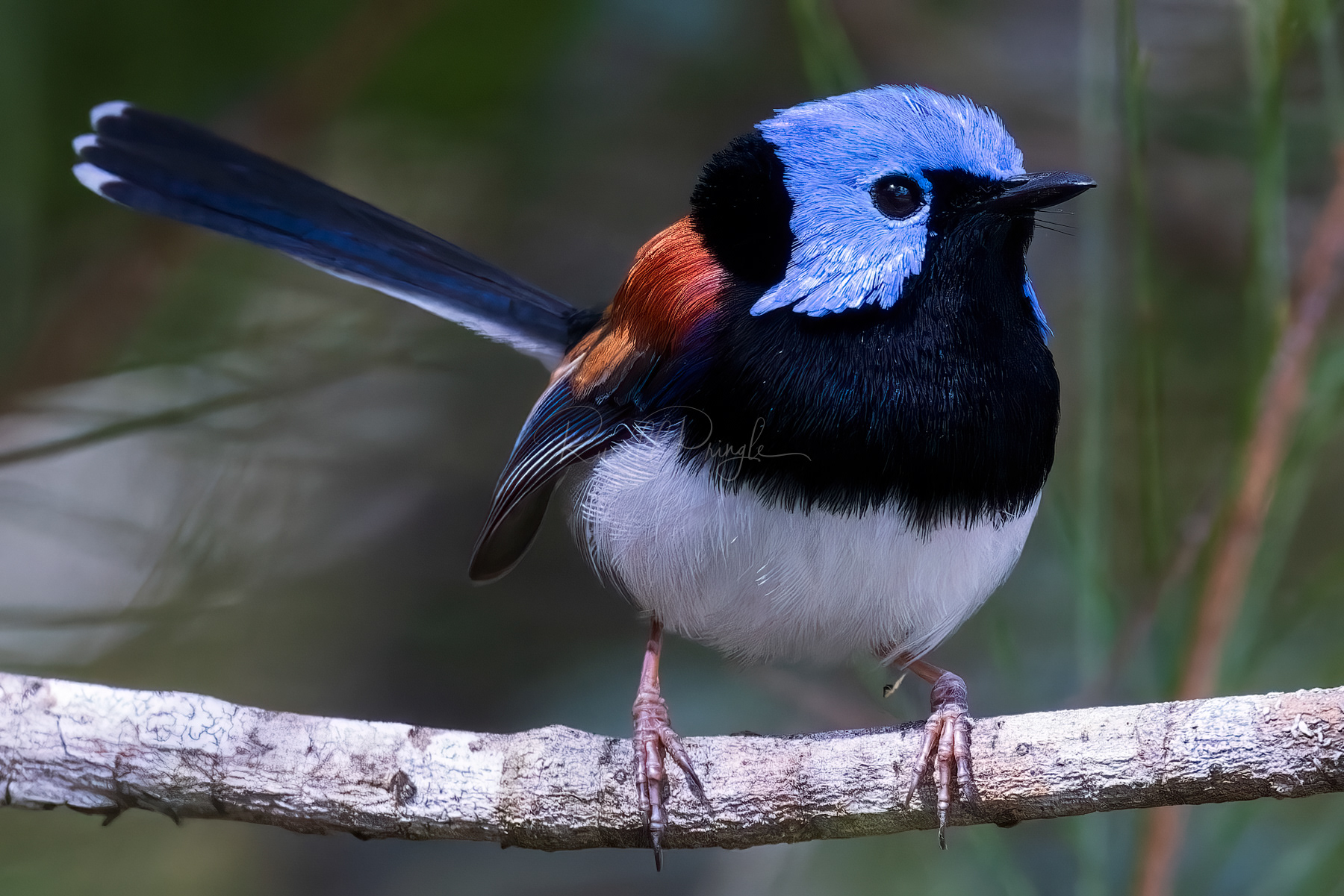 Lovely Fairywren (male)