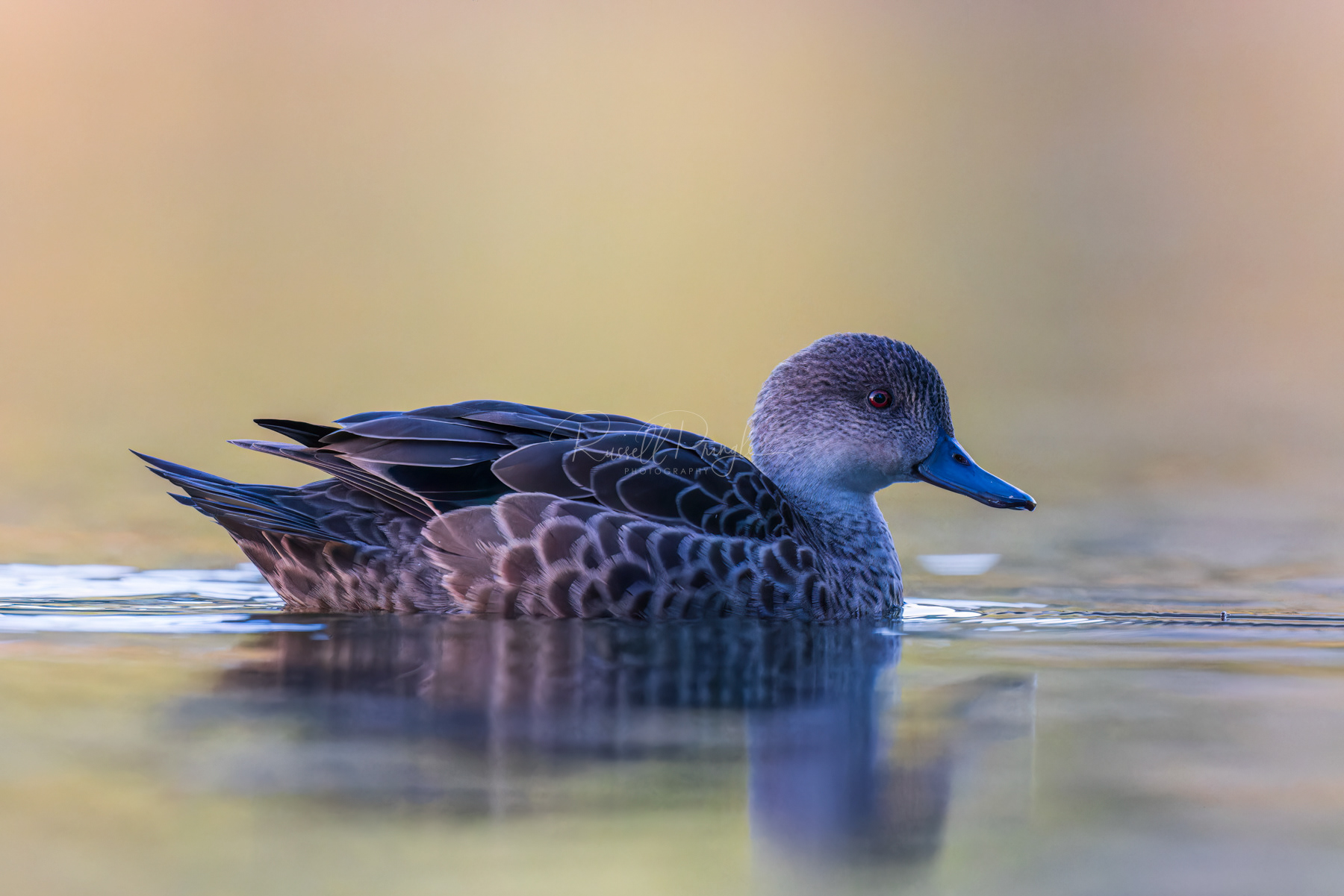 Grey Teal