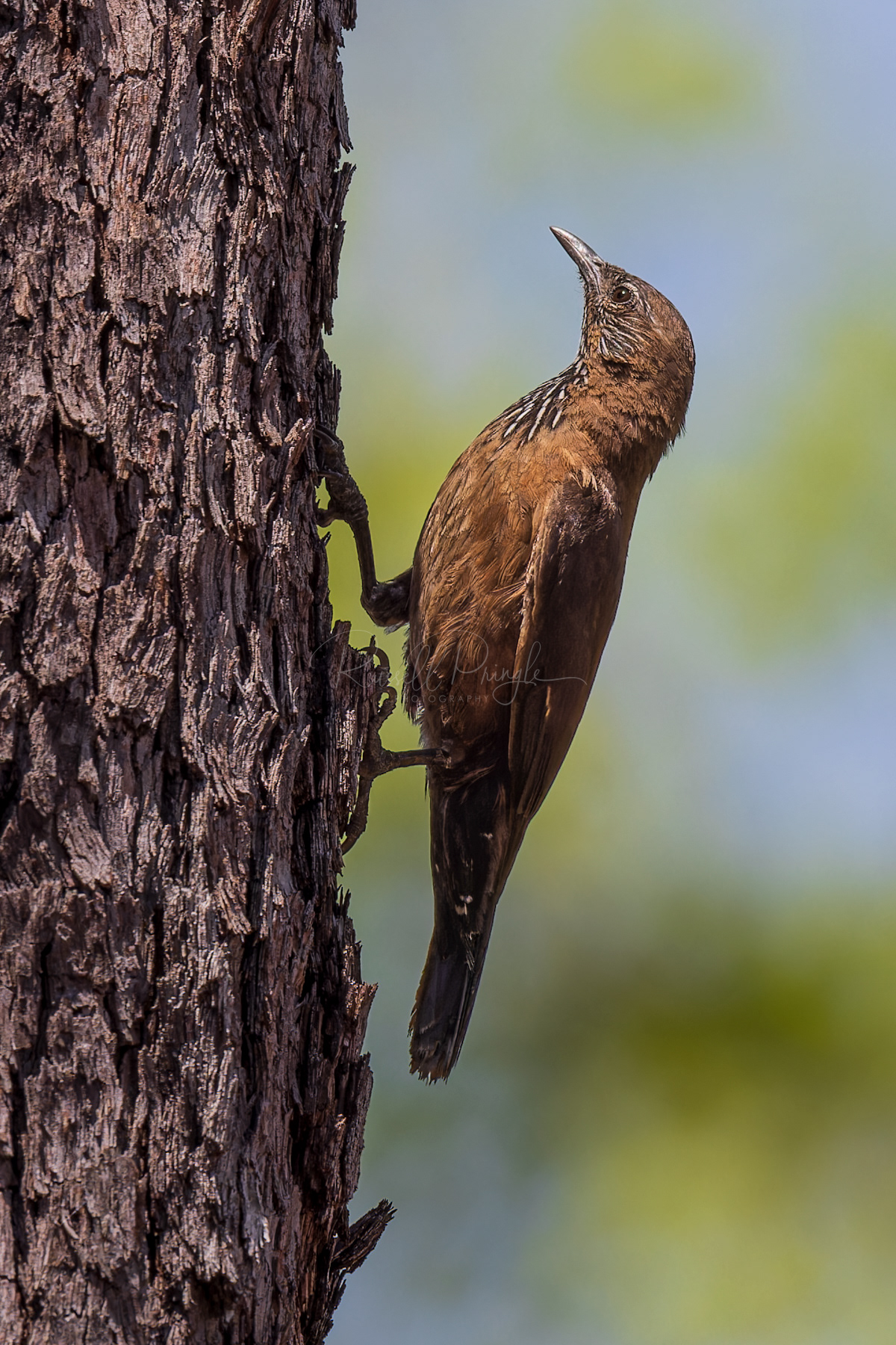 Black-tailed Treecreeper
