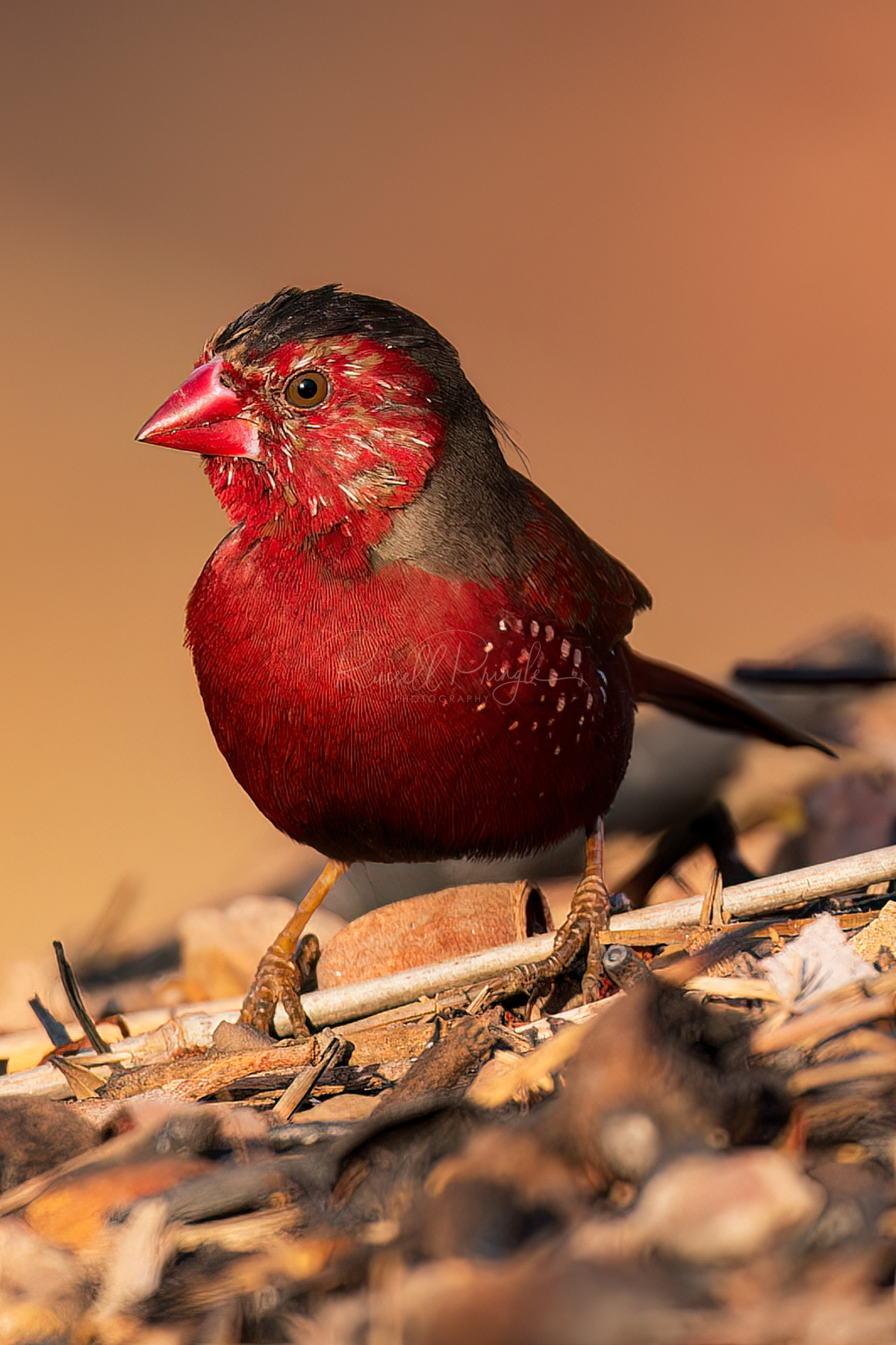 Black-bellied Crimson Finch (male)