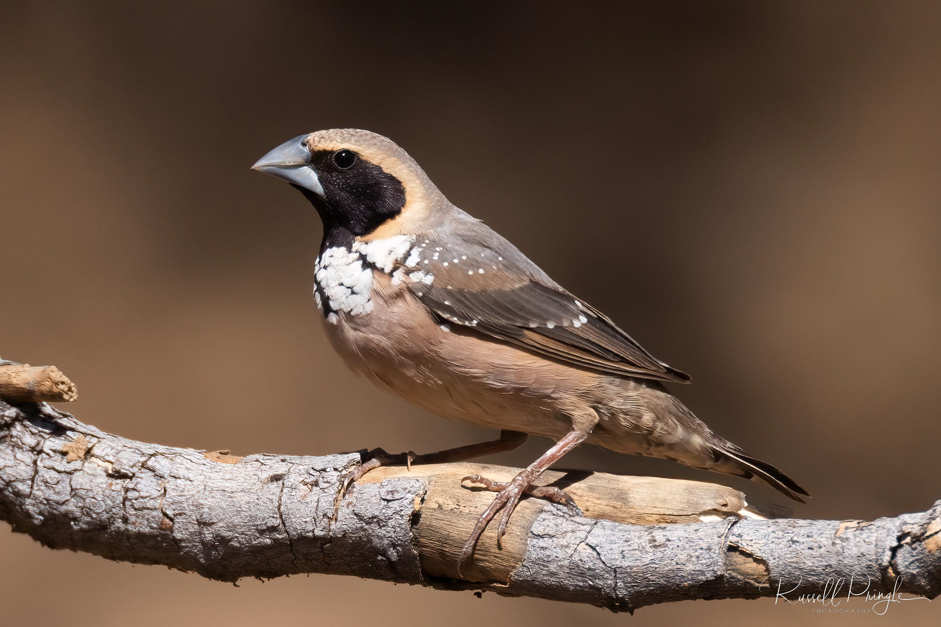 Pictorella Mannikin (Male)