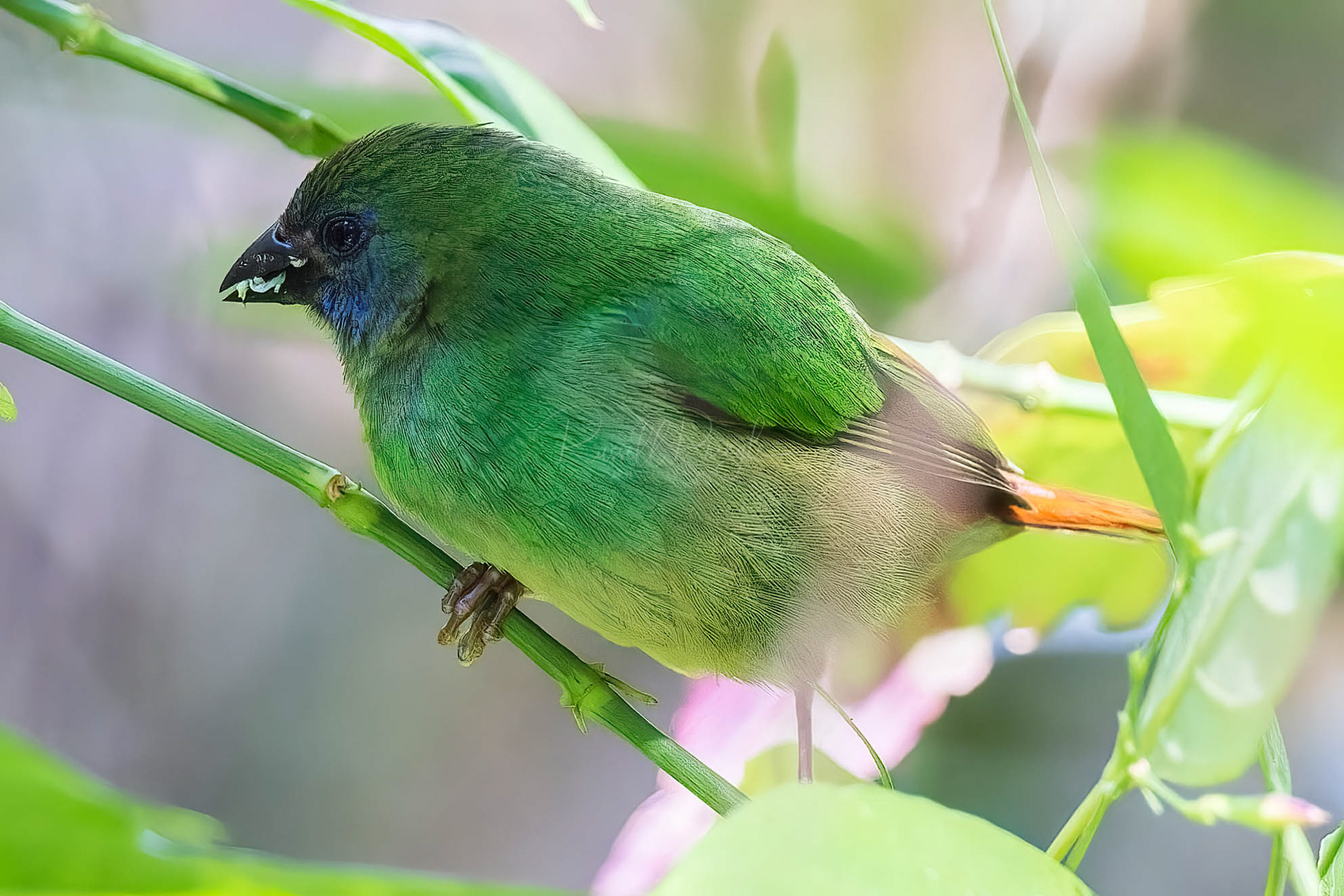 Blue-faced Parrot-Finch