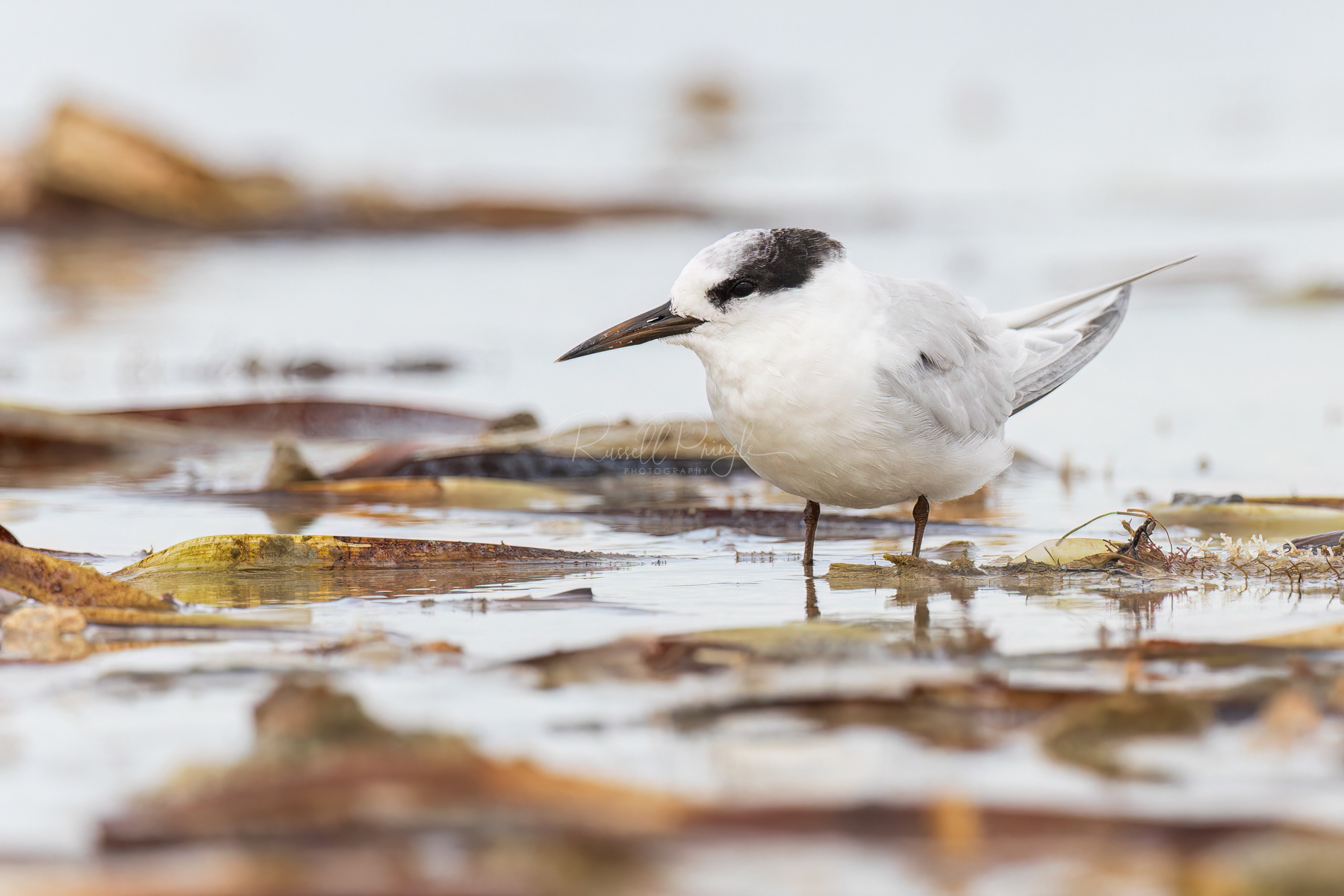 Fairy Tern (non breeding)