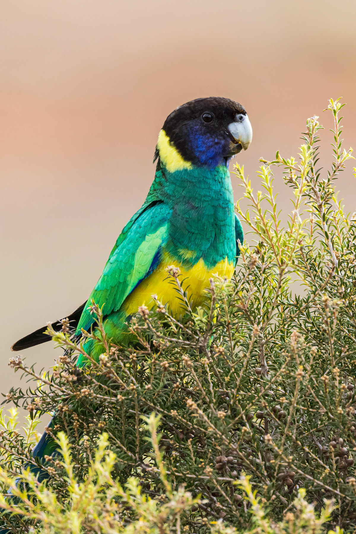 Port Lincoln Parrot