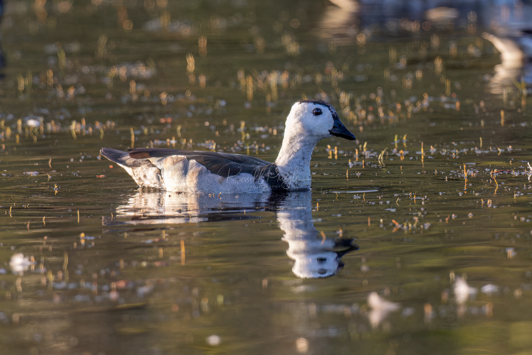 Cotton Pygmy-Goose (male)
