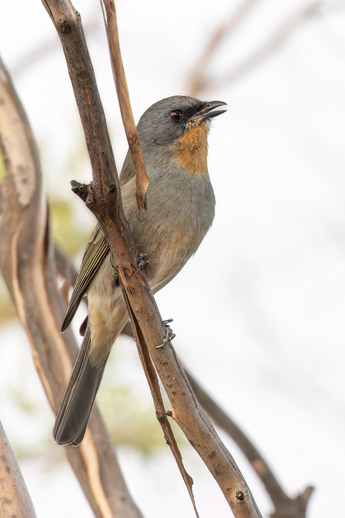 Gilbert's Whistler (male)