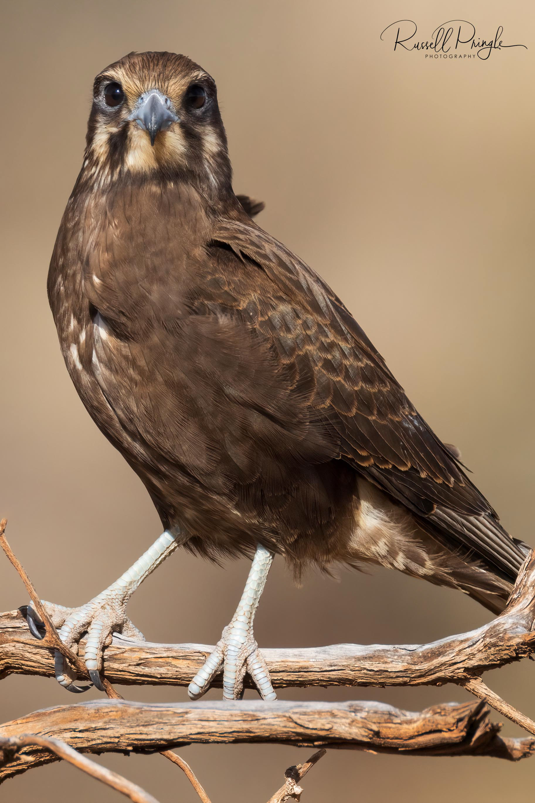 Brown Falcon (Dark Morph)