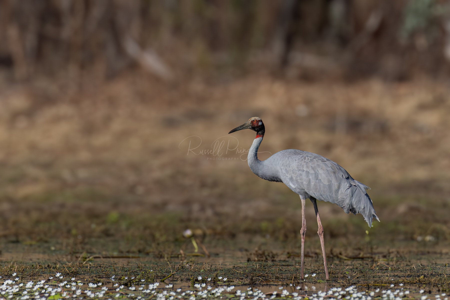 Sarus Crane