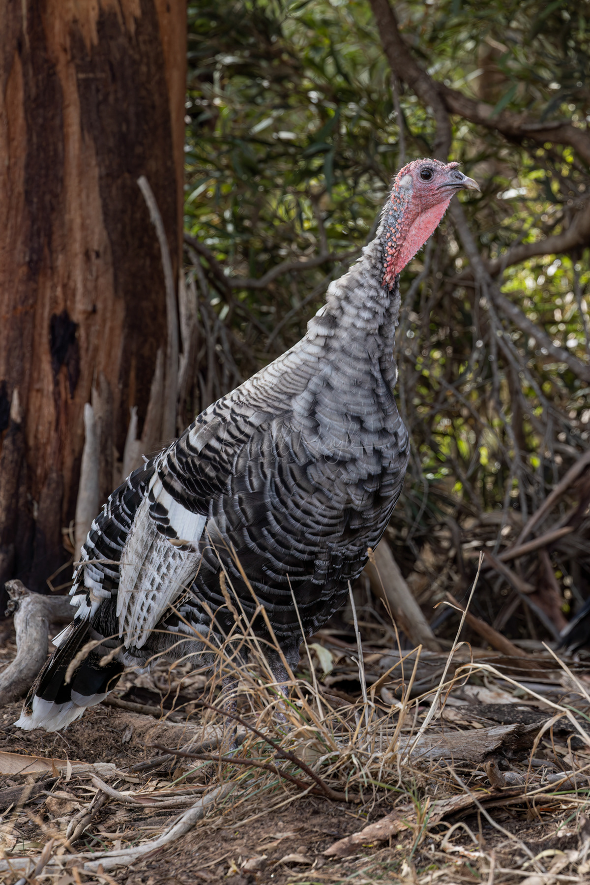 Wild Turkey (feral)
