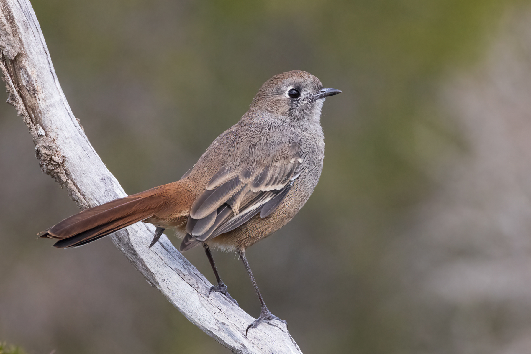 Southern Scrub-Robin