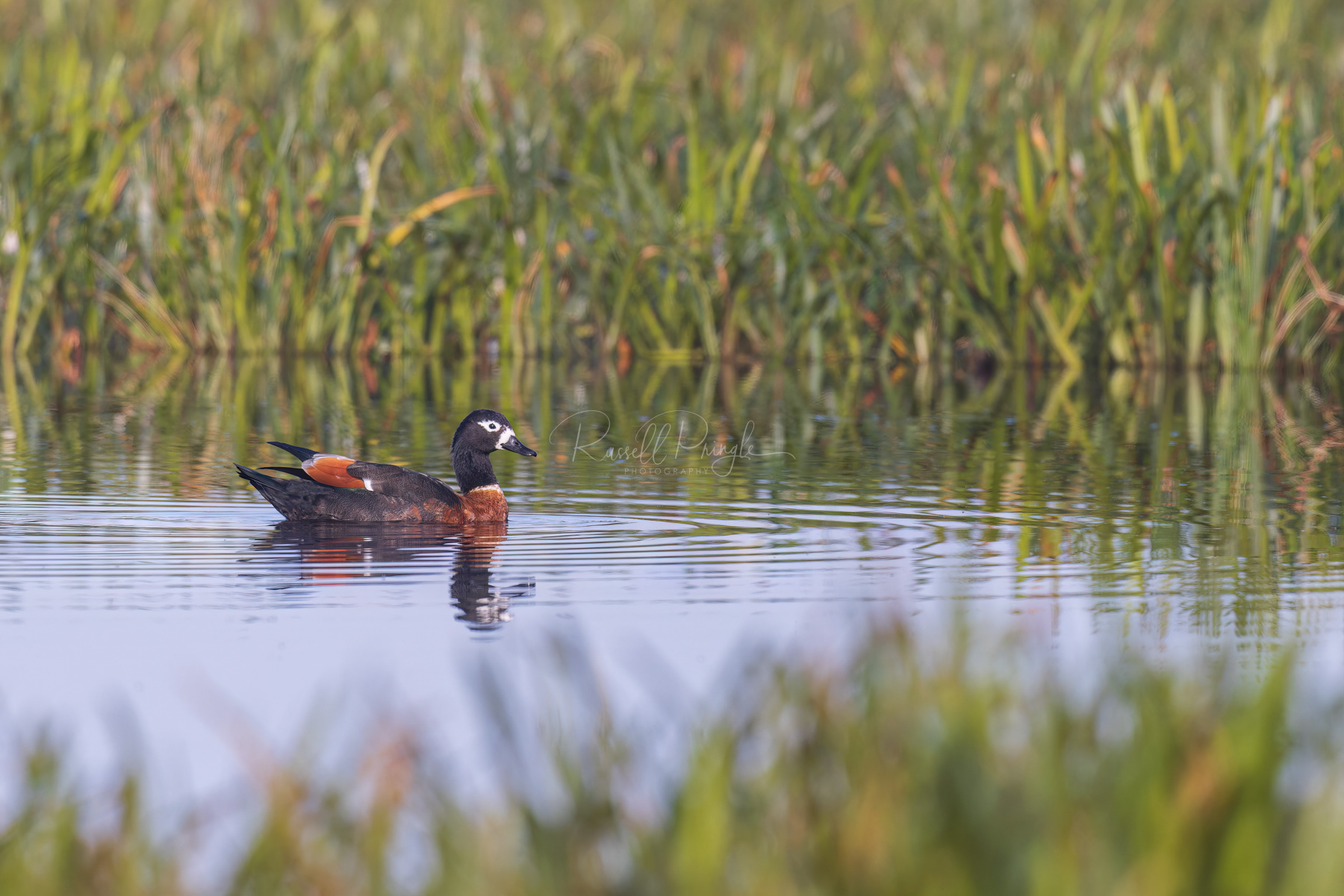 Australian Shelduck (female)