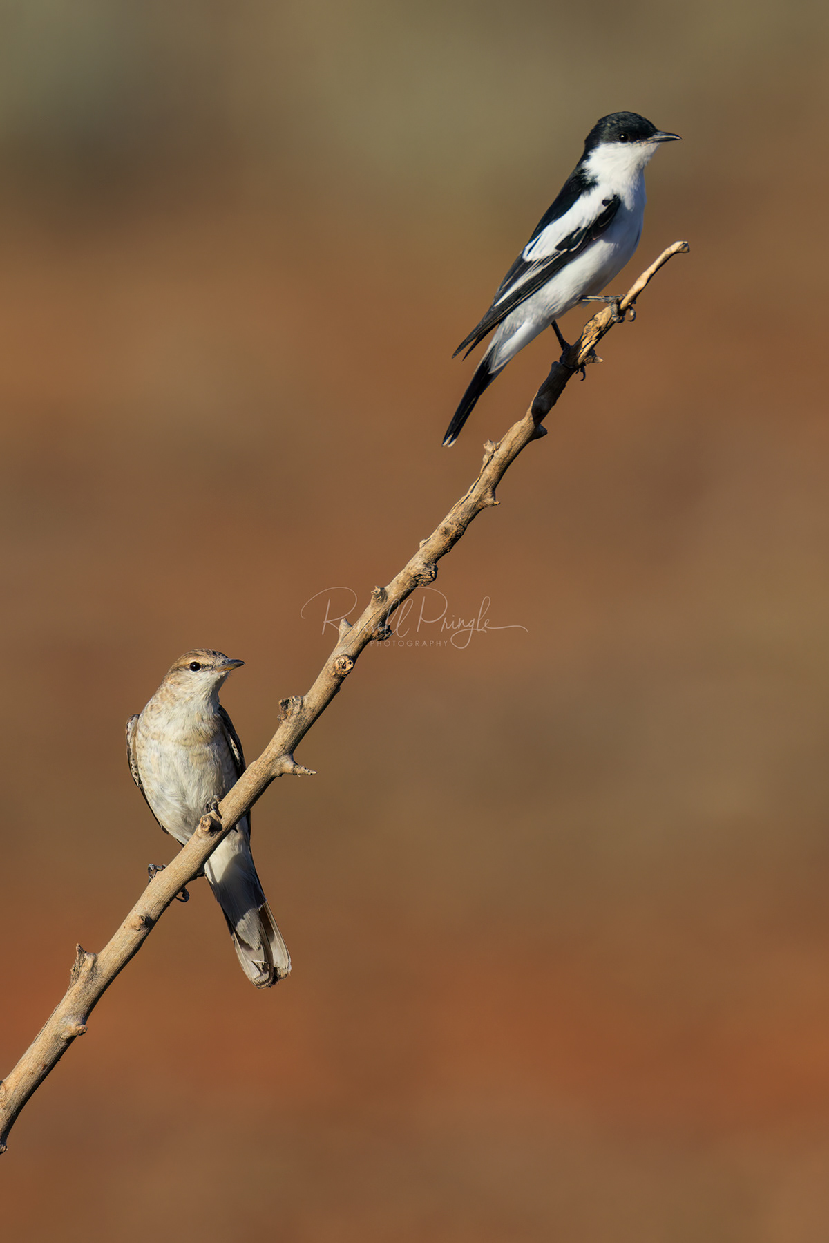 White-winged Triller (pair)