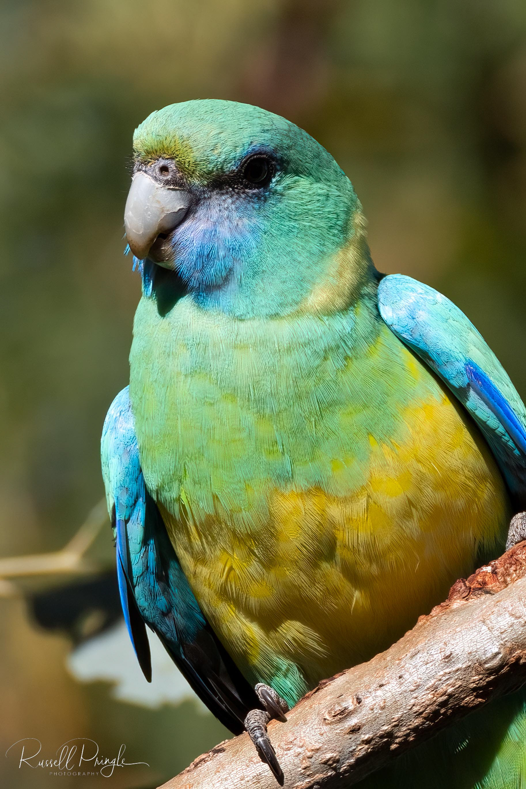 Cloncurry Parrot (Male)