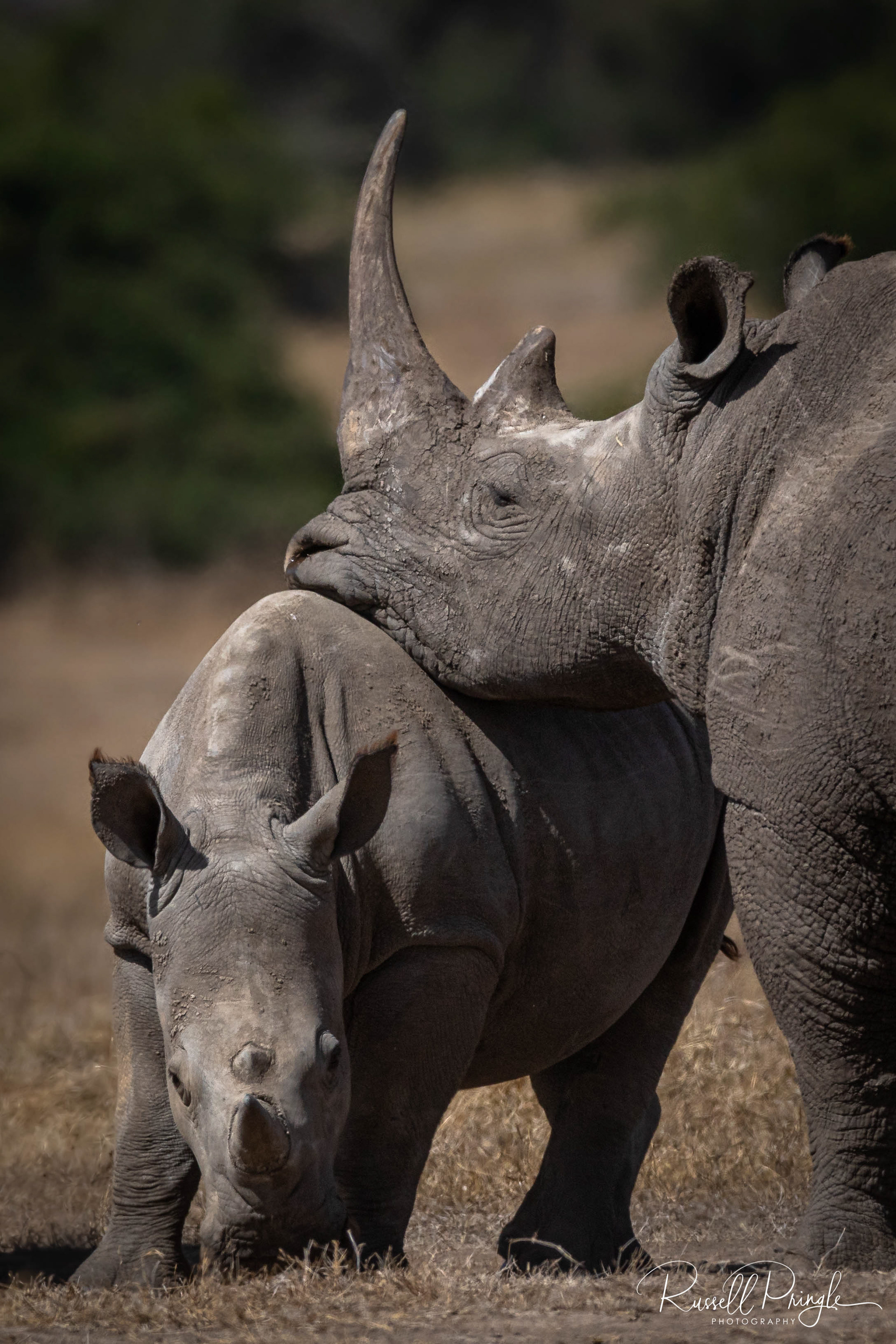White Rhino-Solio