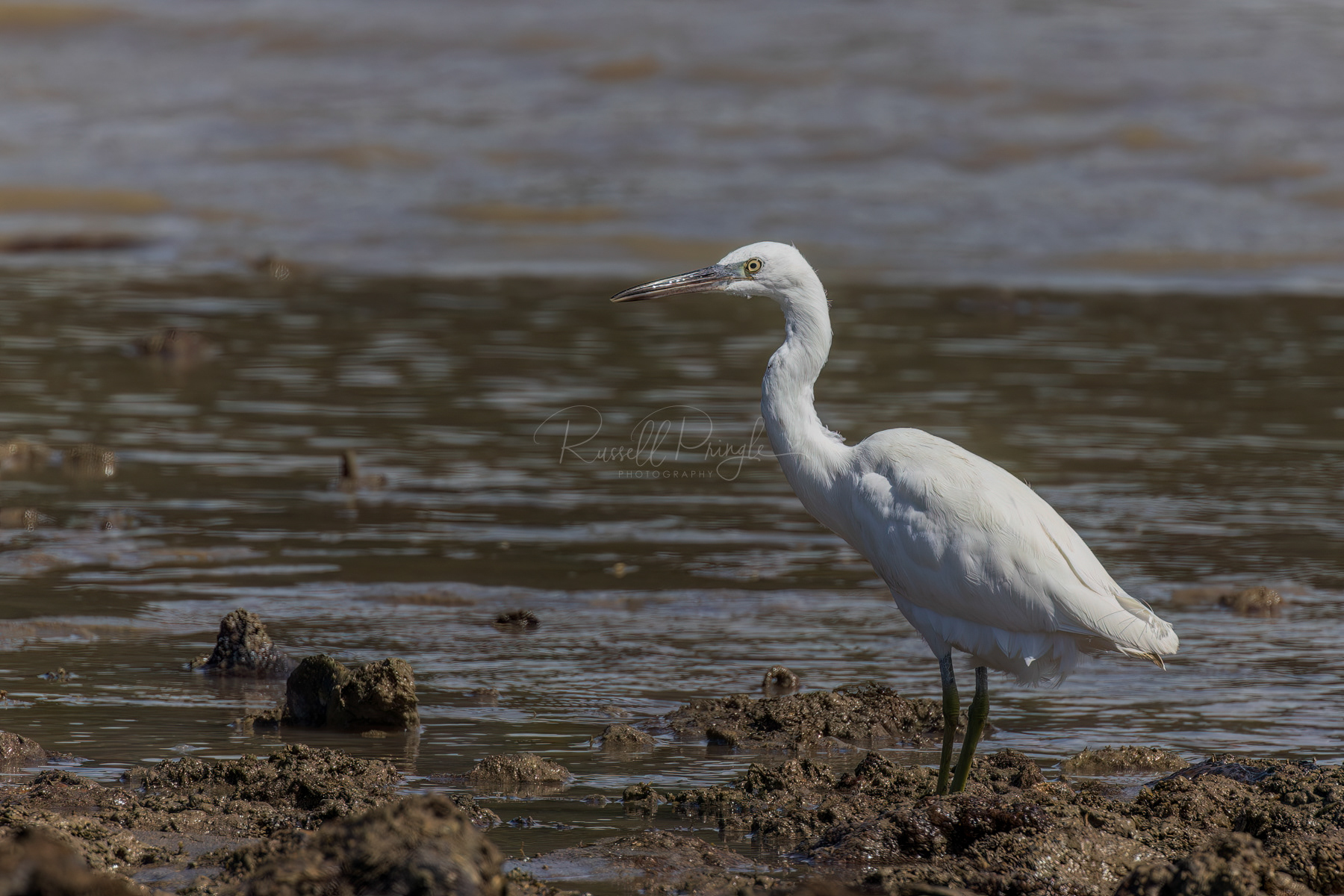 Eastern Reef-Egret (white morph)