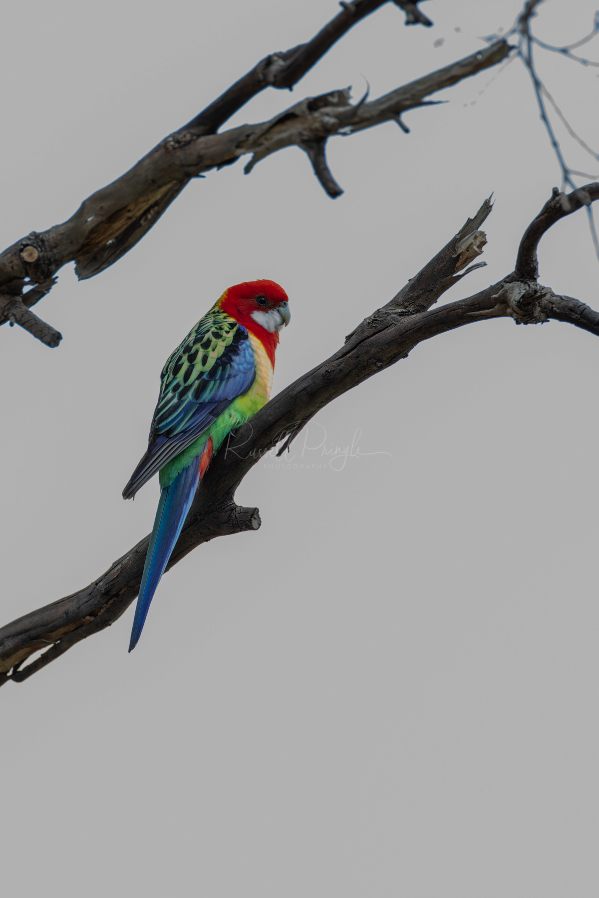 Eastern Rosella
