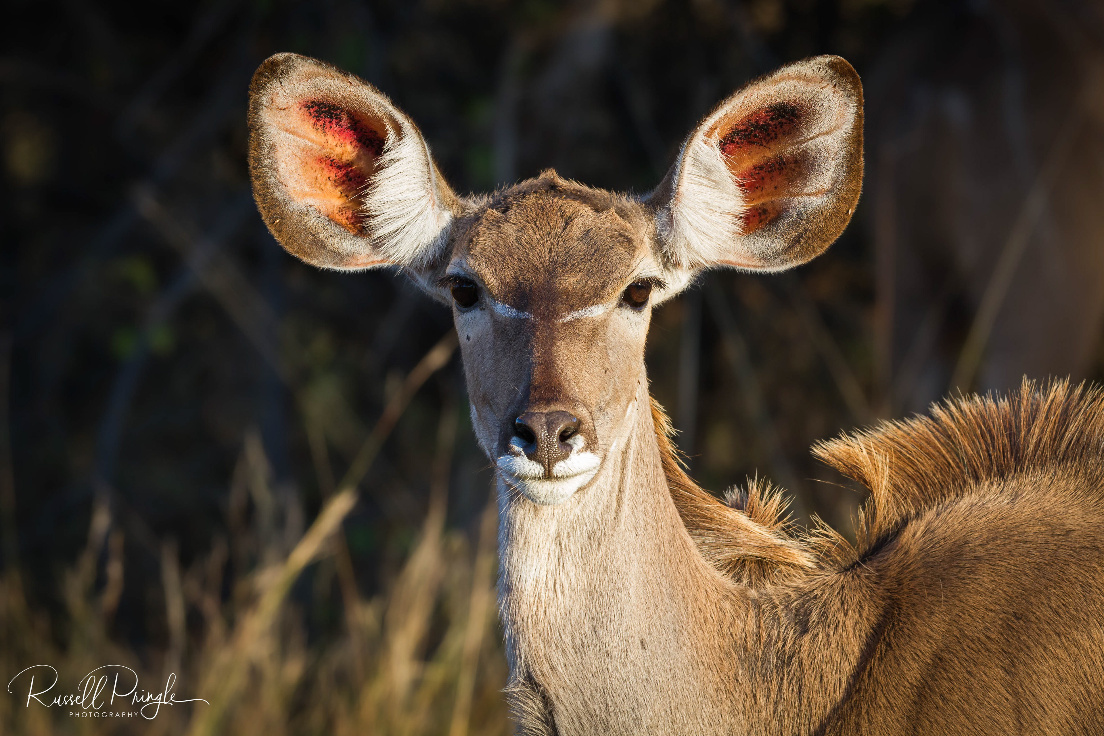 Kudu-Duba Plains