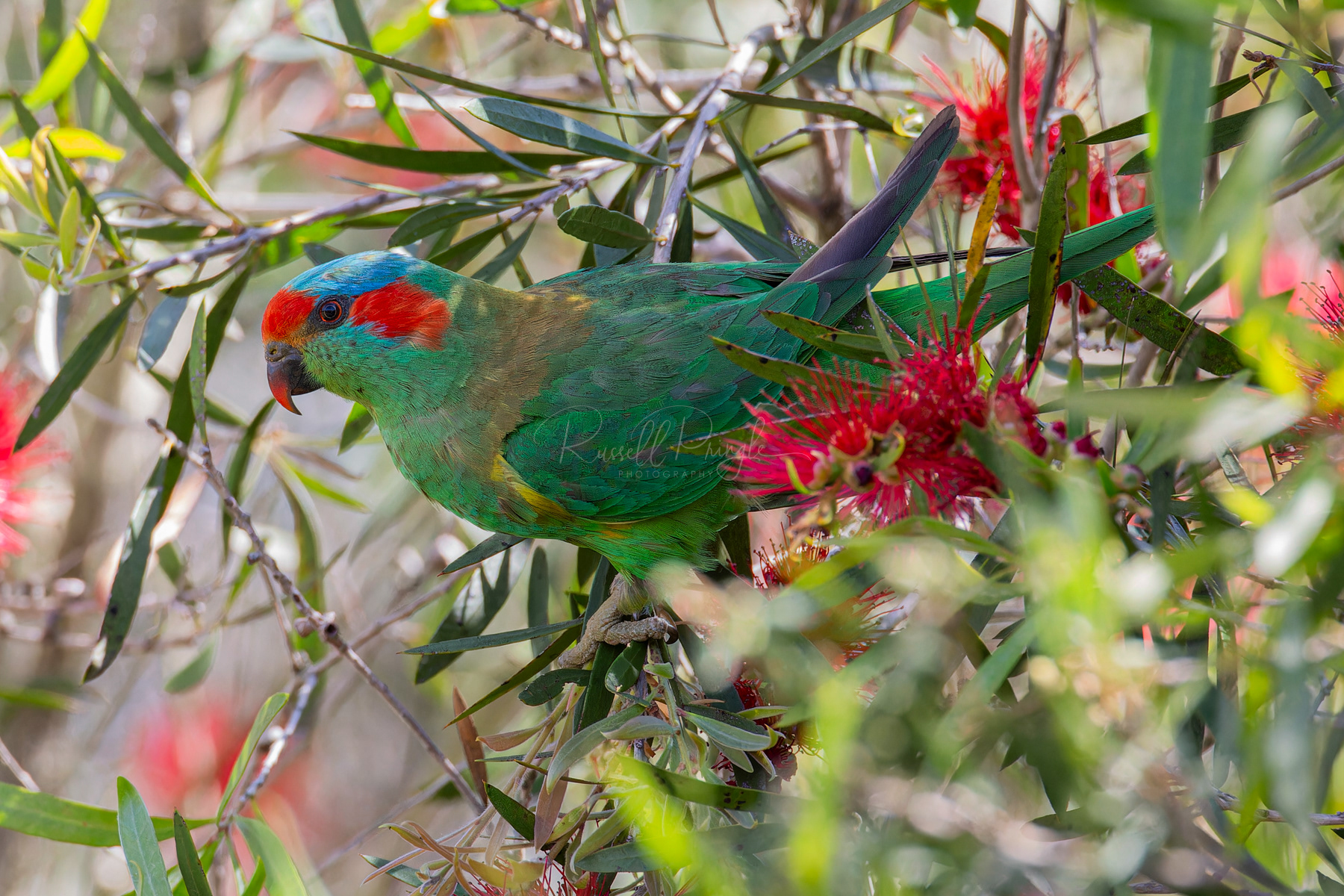 Musk Lorikeet