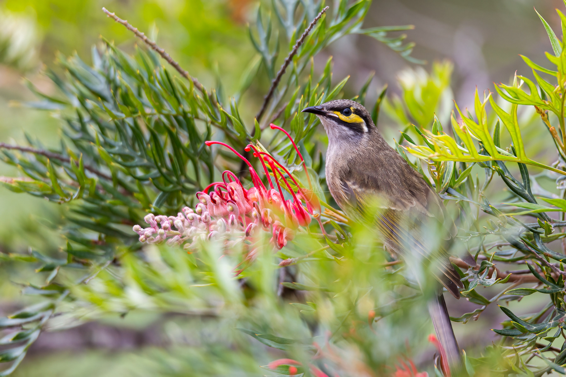 Yellow-faced Honeyeater
