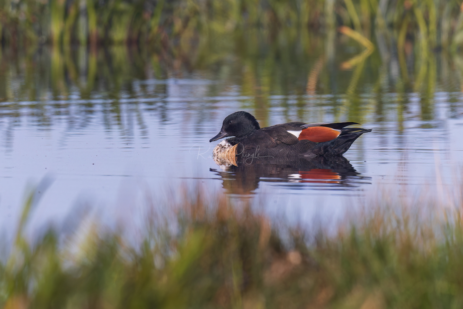 Australian Shelduck (male)