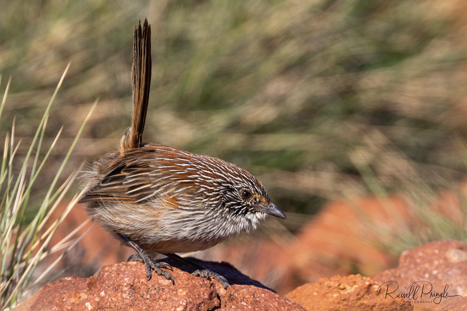 Short-tailed Grasswren