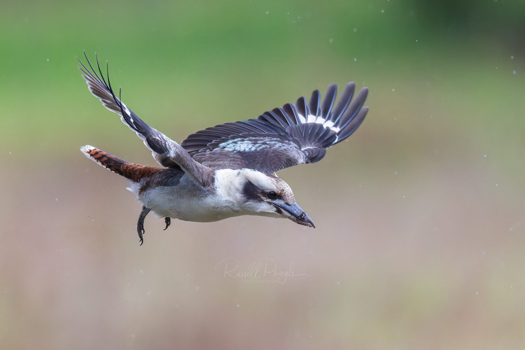 Laughing Kookaburra (female)
